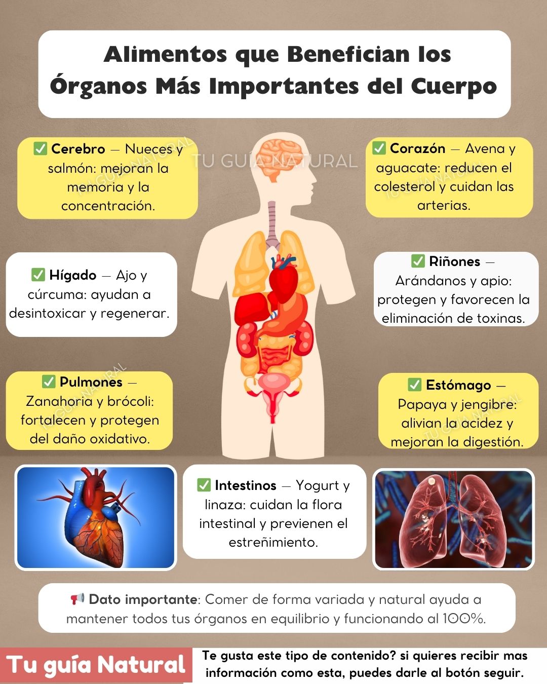 Tu - 🍏 Alimentos que benefician los órganos más importantes del cuerpo ...