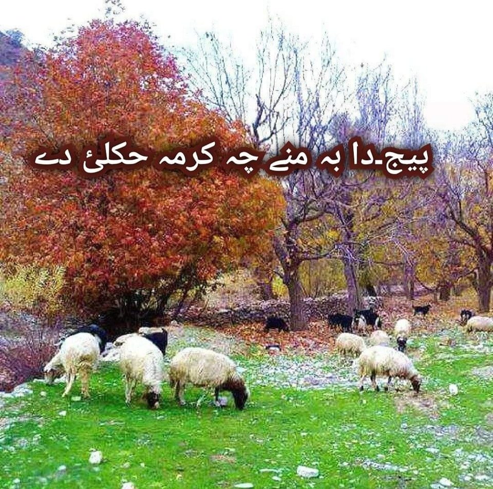 دا بہ منے چہ کرمہ حکلئ دے | Parachinar