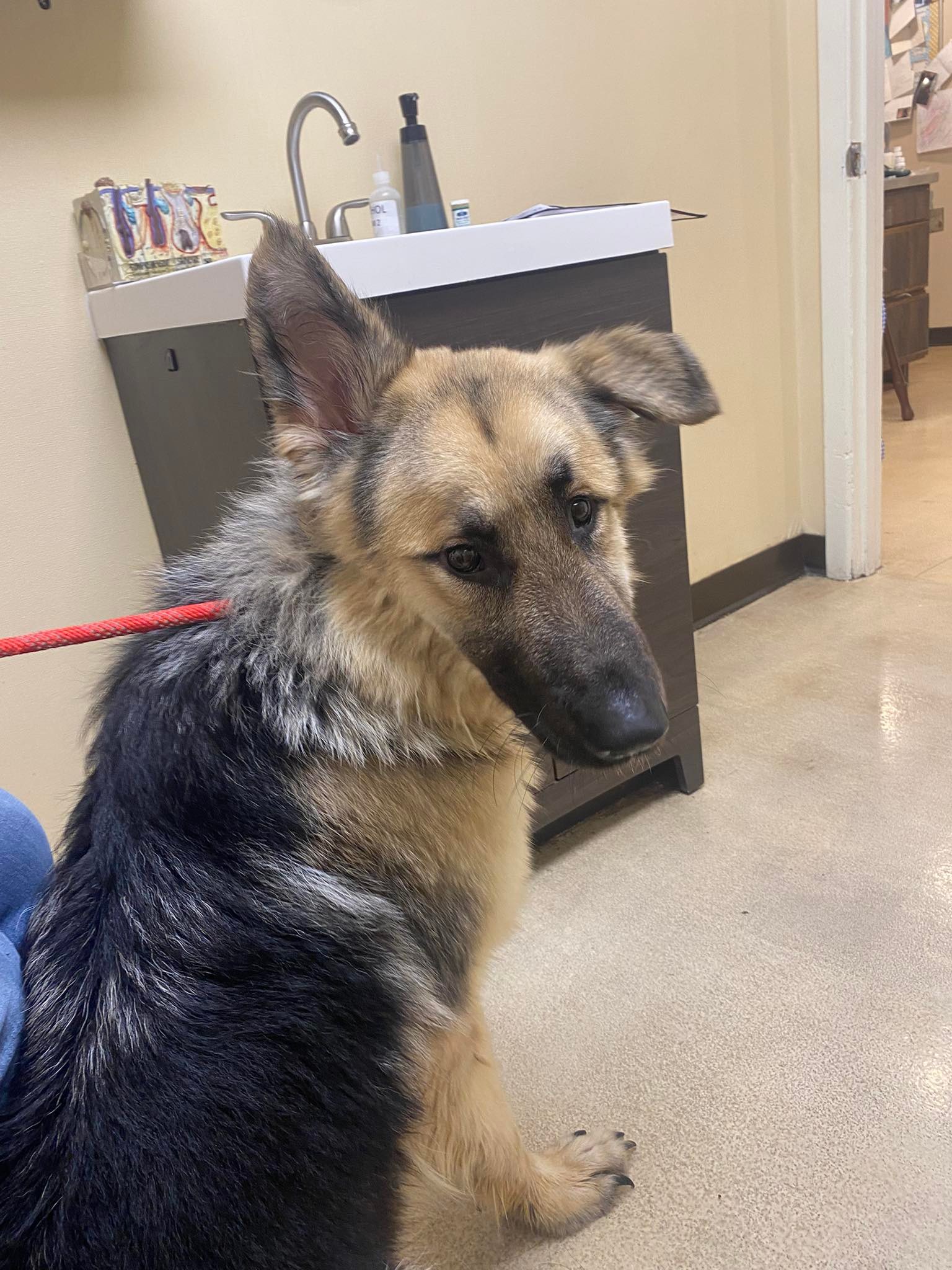Team Memphis Rescue &... - Team Memphis Rescue & Support