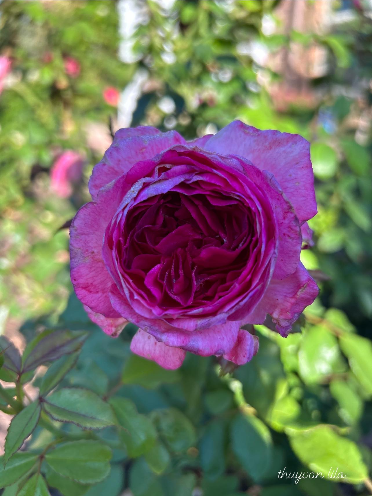 Thierry Marx French rose zone 7 Oklahoma USA