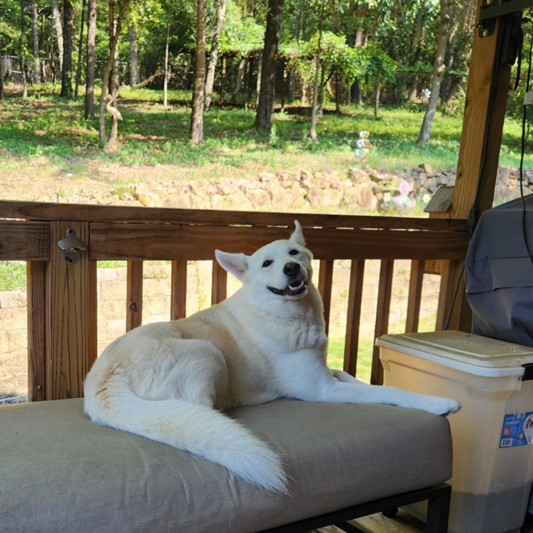 Today's Pet of the Day is a German Shepherd/Husky/Great Pyrenees