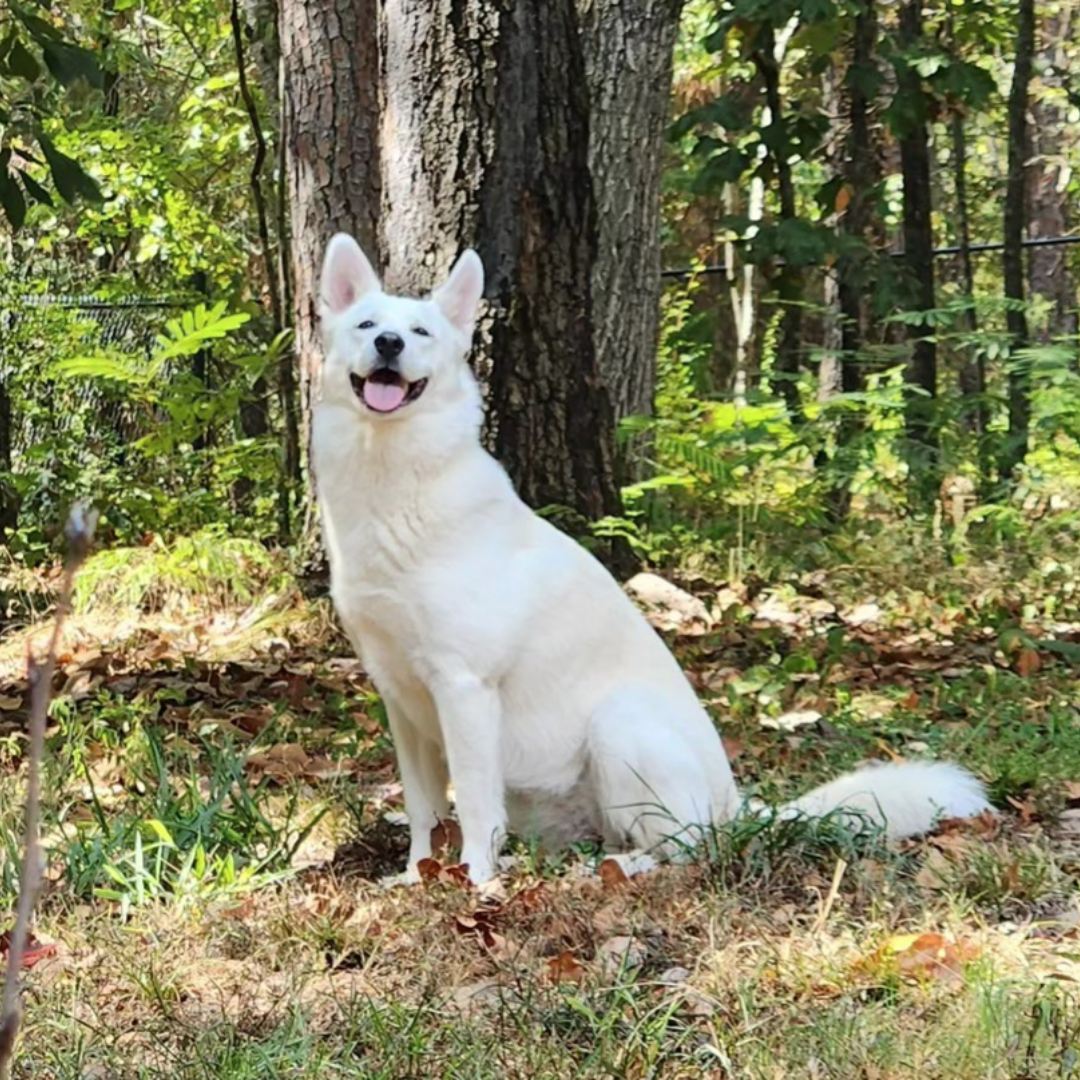 Today's Pet of the Day is a German Shepherd/Husky/Great Pyrenees