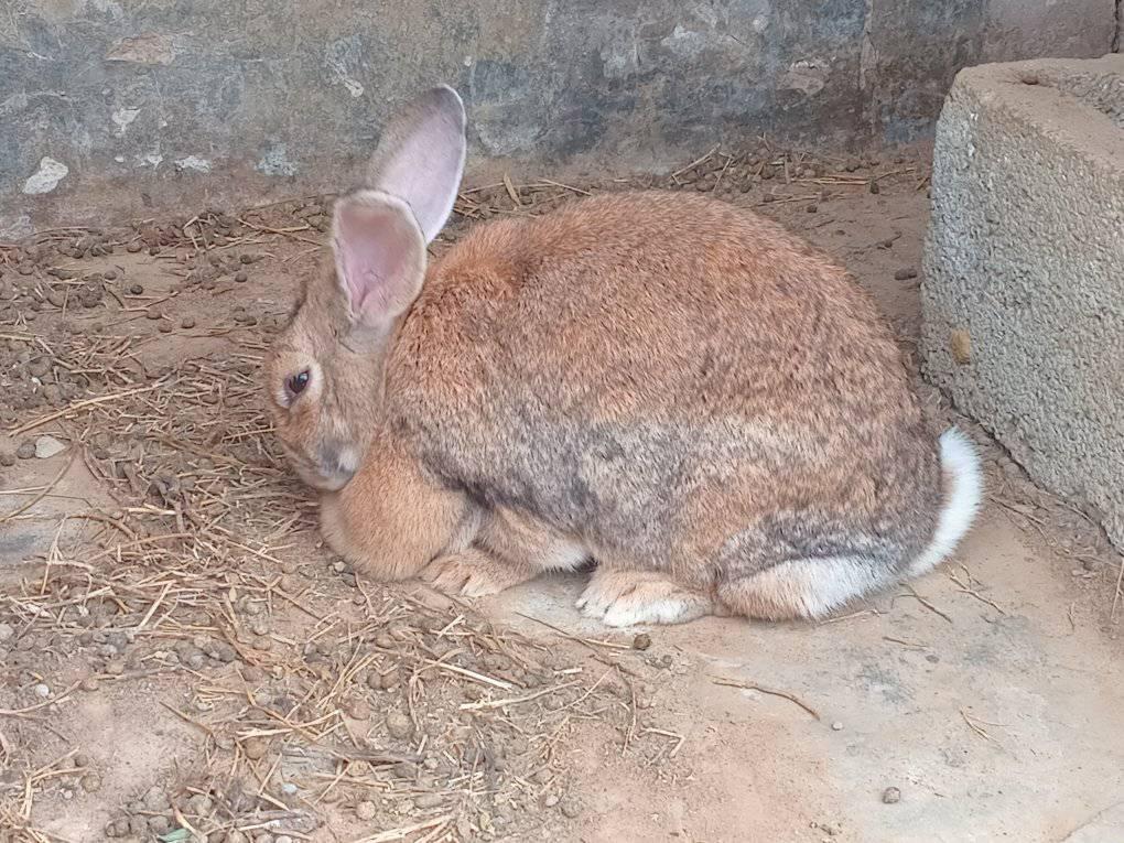 Lesei's rabbit farm | Maseru