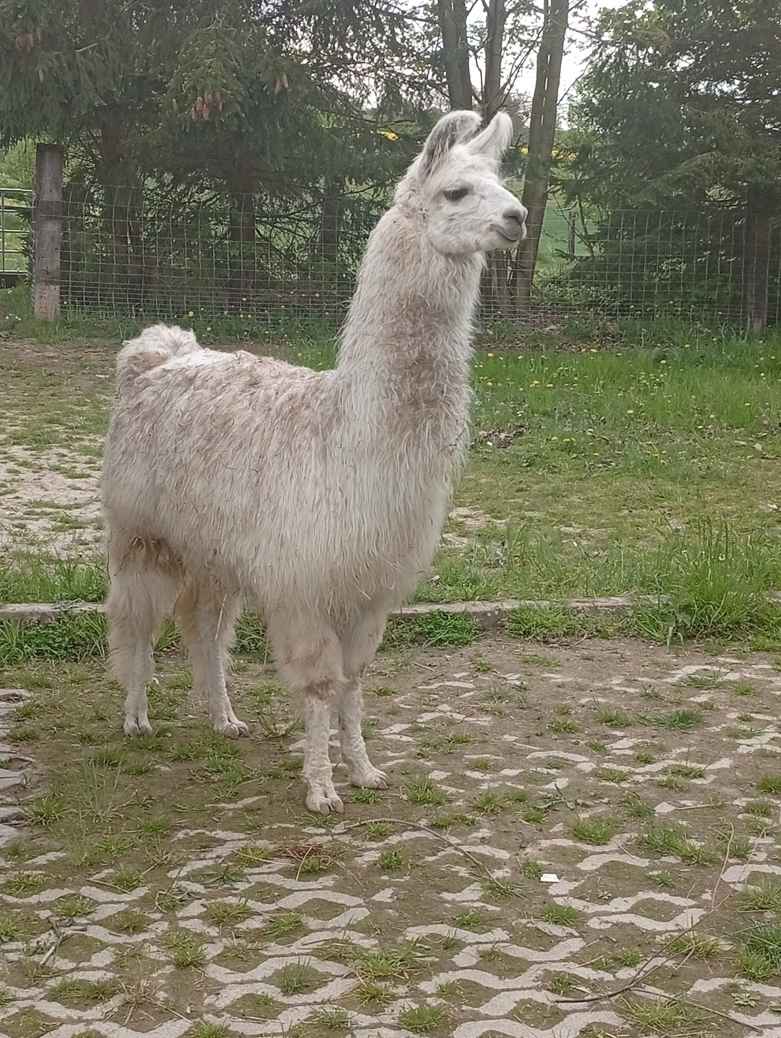 Kraichgau-Lamas | Waibstadt