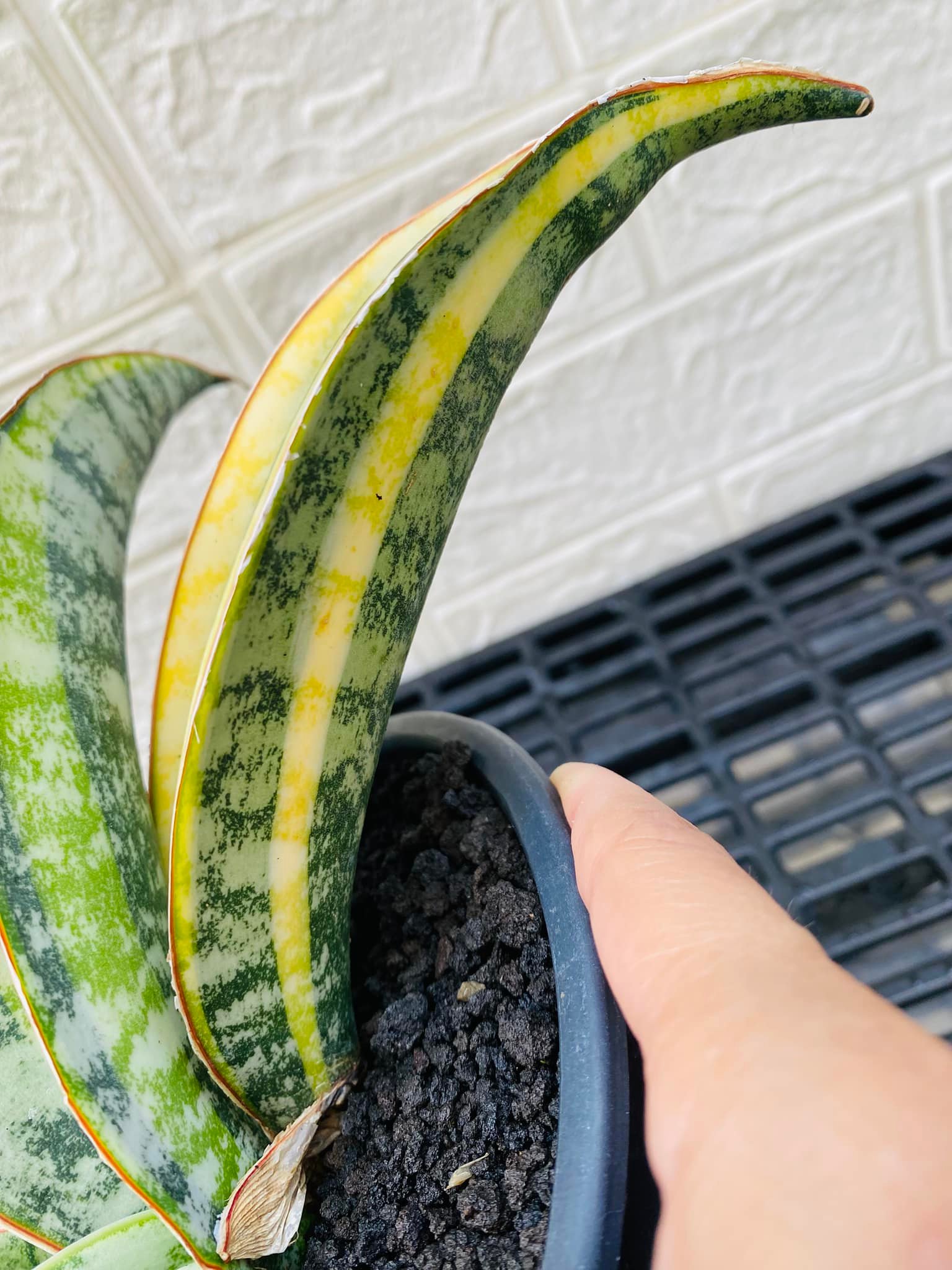 Tiger Blue V. #ohmyplants #sansevieria #sansevierialovers