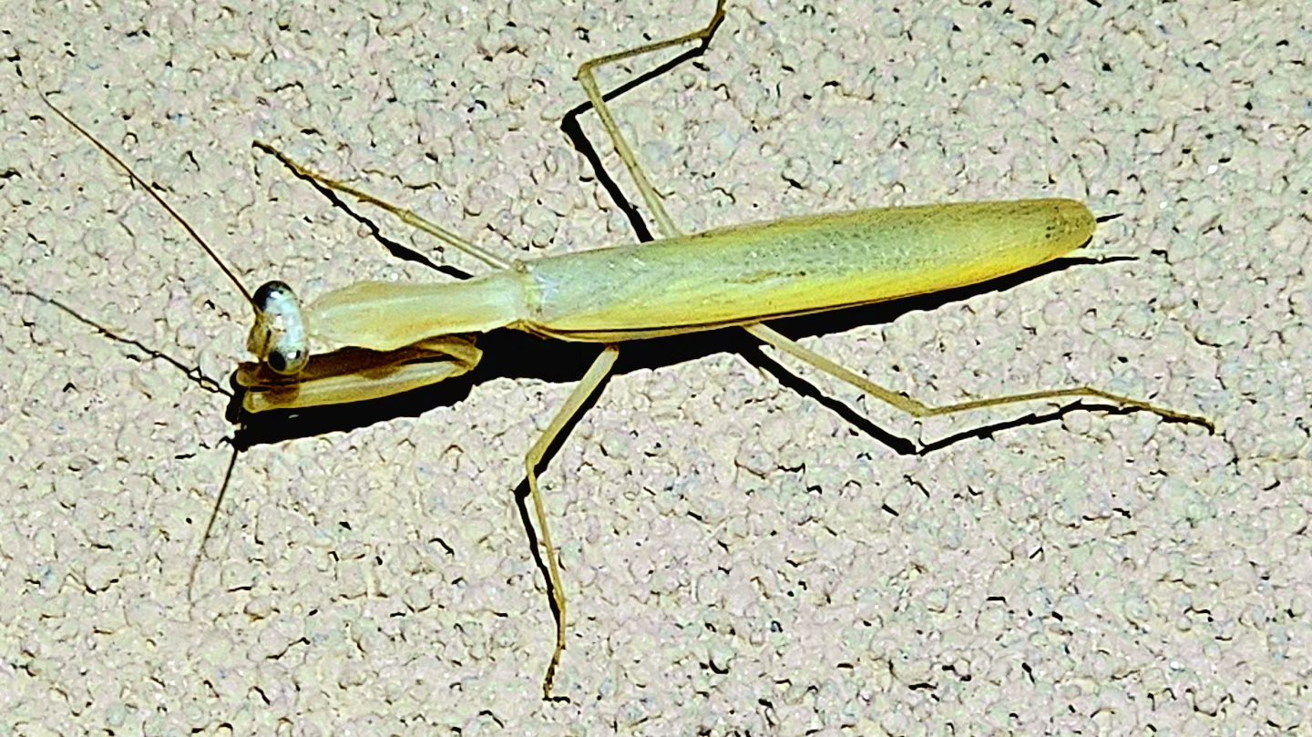 What species is this yellow praying mantis?