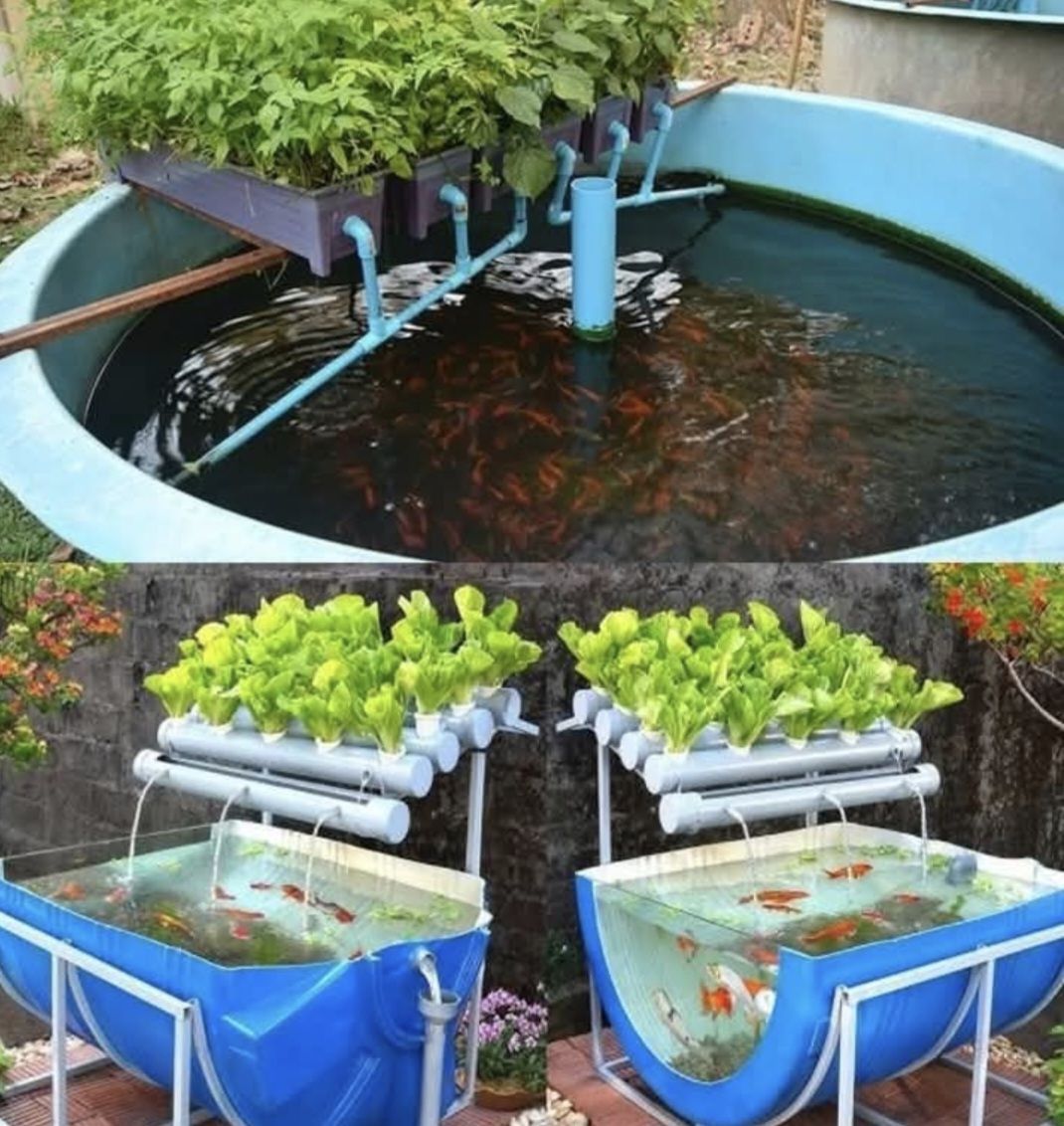 Curated visual reference: Fresh Look at Gene How To Build And Maintain A Home Aquaponics System