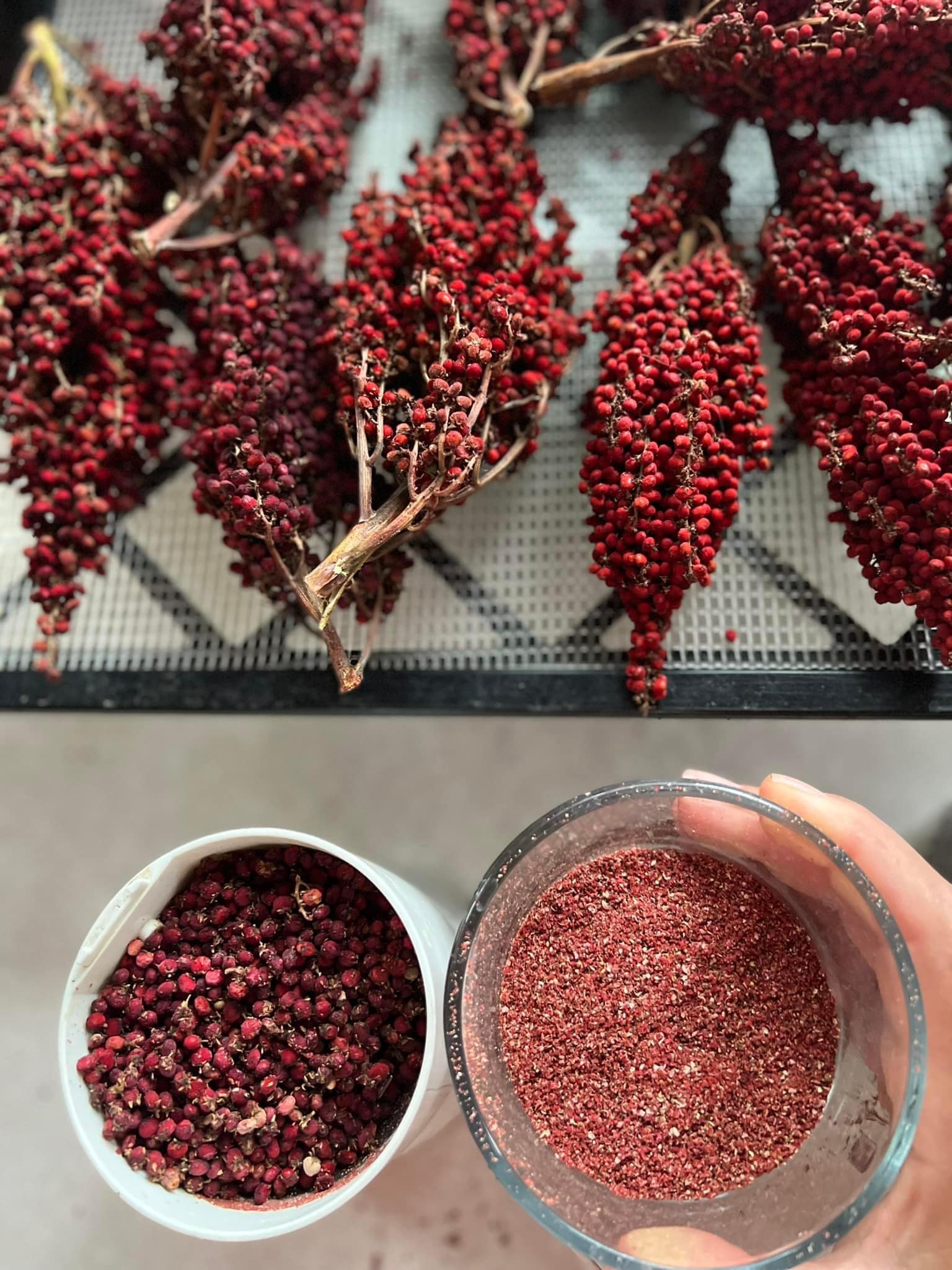It's time to make Sumac Powder! It reminds me of tobacco and lemon juice  combined. It's the best 'native' Tajin! Sumac is a spice typically used in  Middle Eastern cooking (Za'atar spice)