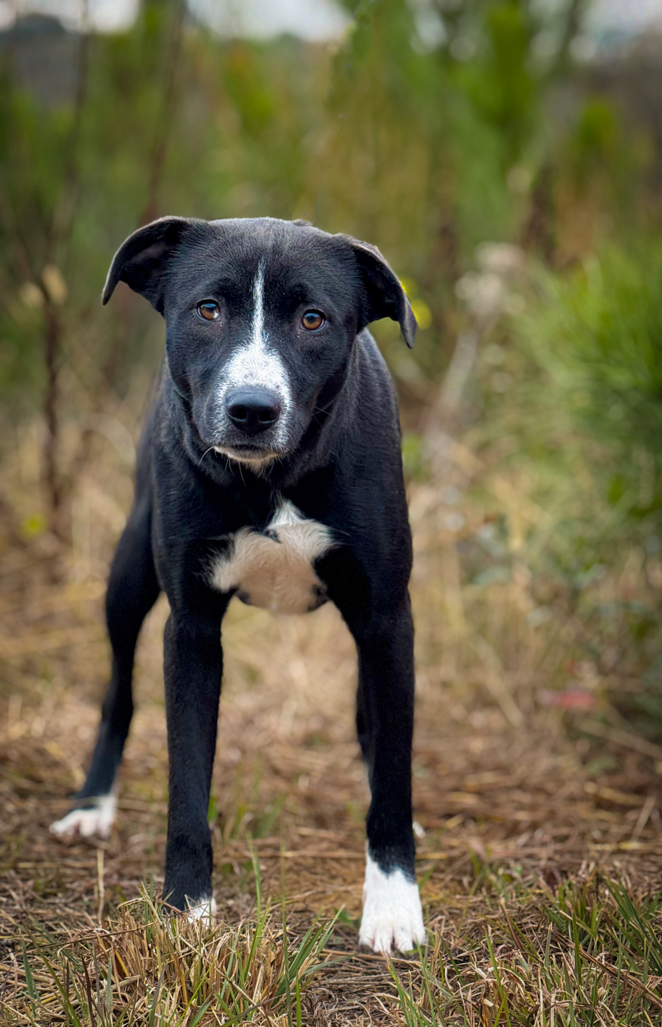 Marshall - 🐾 Meet Lucy! 🐾 Lucy is a sweet, shy 1-2-year-old lab mix ...