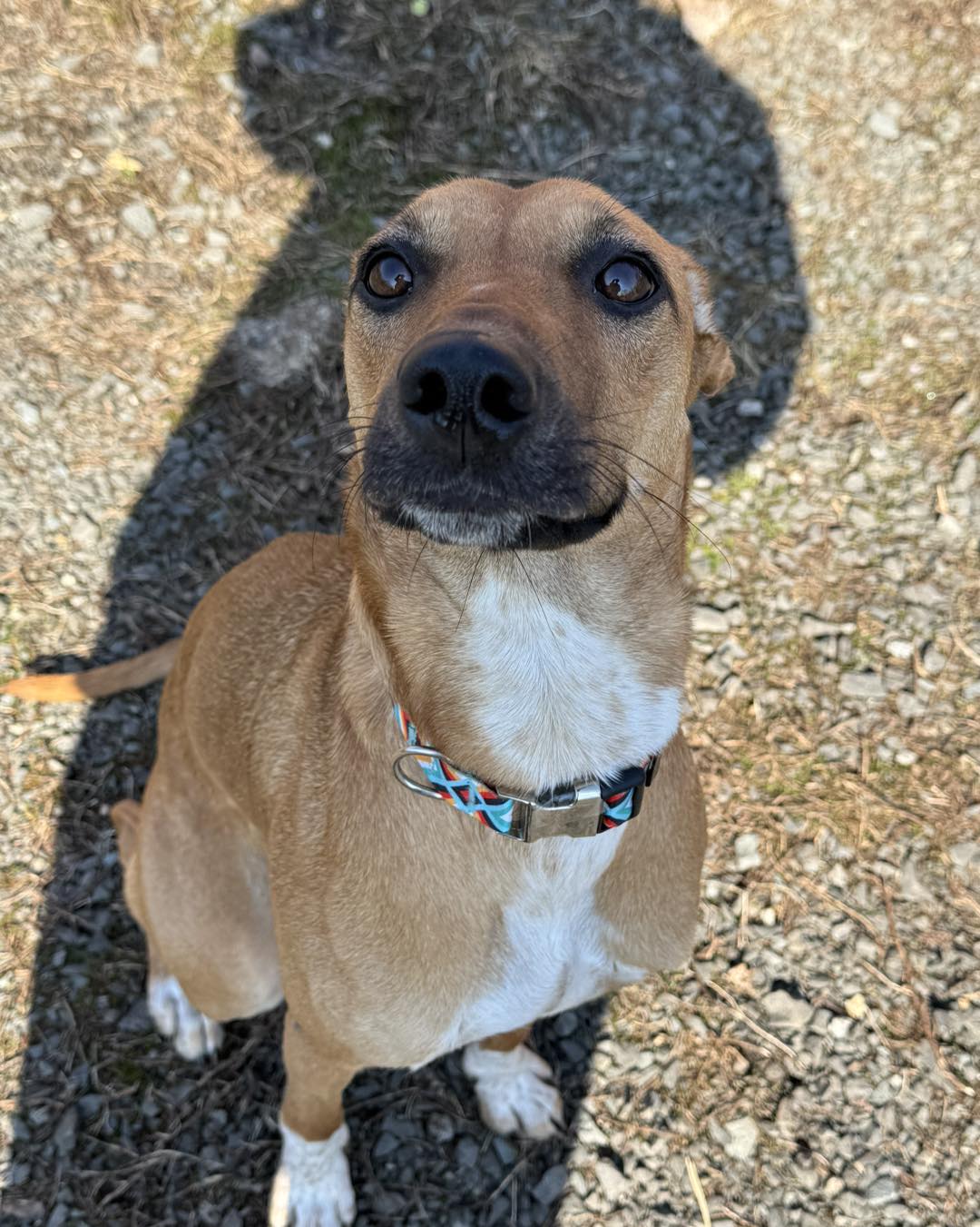 🐾 Meet Khloe Bella! 🐾 This adorable 11-month-old Treeing Walker Coonhound & Labrador Retriever mix is looking for the loving family she deserves 💛 Khloe came to us as an owner surrender