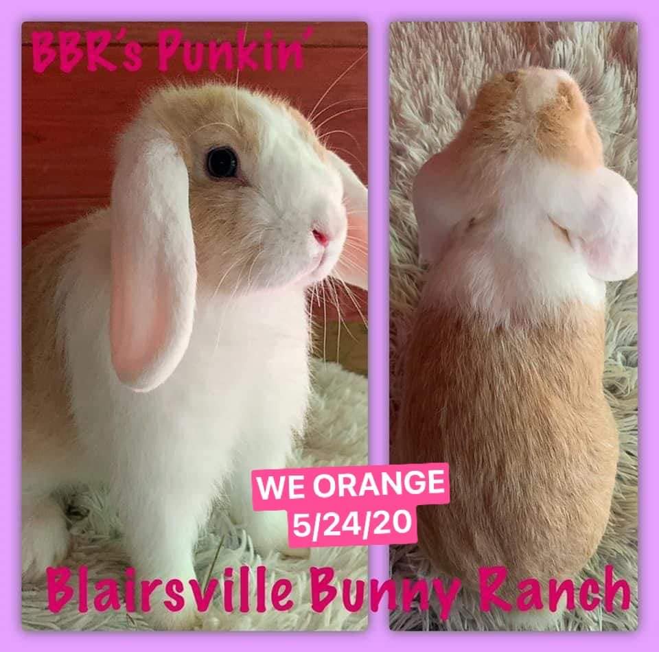 Blairsville Bunny Ranch added a... - Blairsville Bunny Ranch