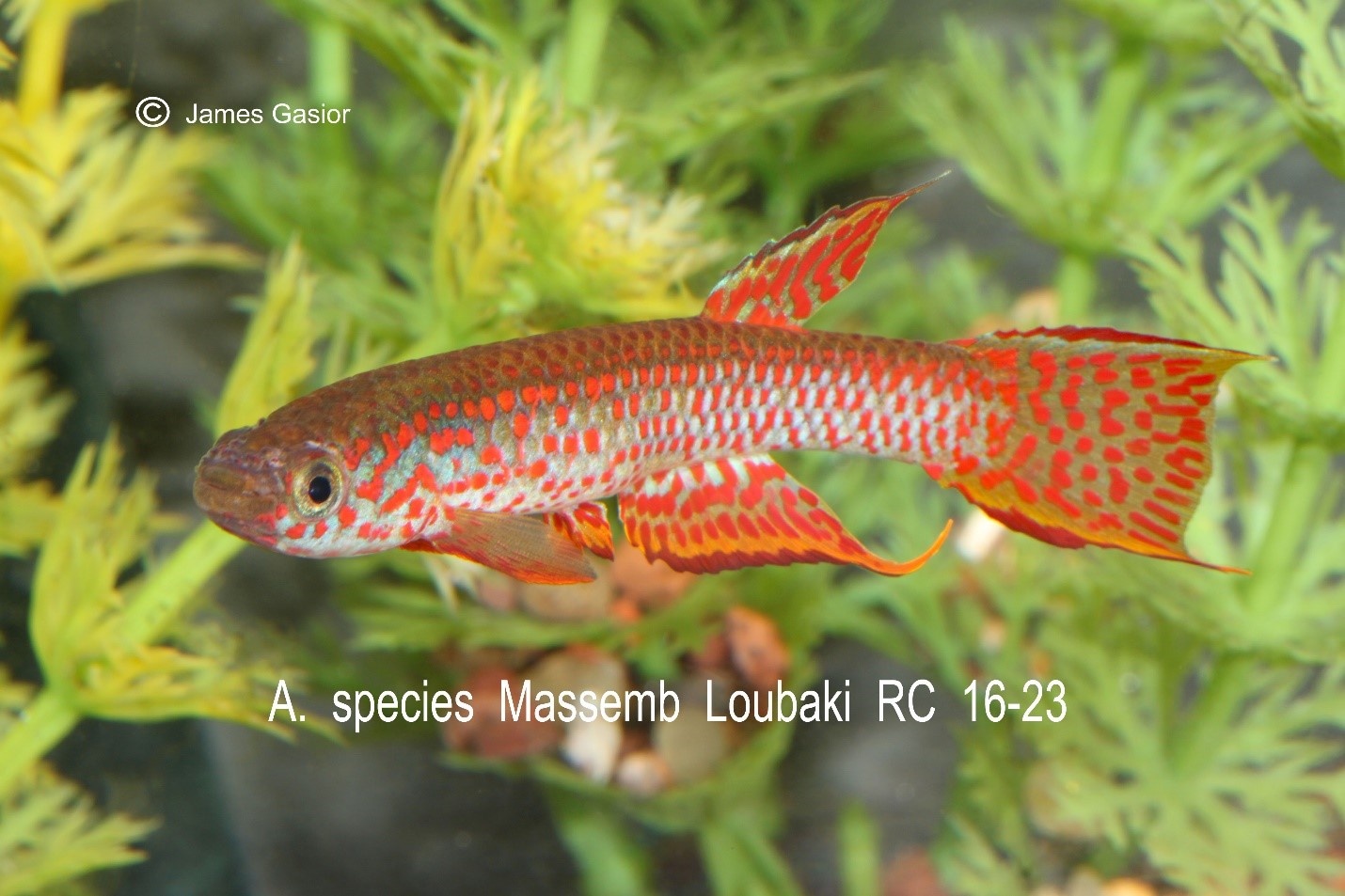 Wisconsin - Another neat raffle fish is Aphyosemion sp. Massemb Loubaki ...
