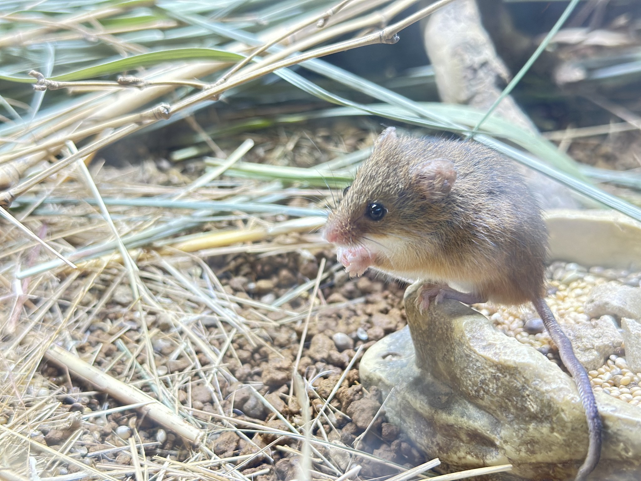 ごはん中失礼します🐭 #カヤネズミ... - 栃木県なかがわ水遊園(Nakagawa Aquatic Park) | Facebook