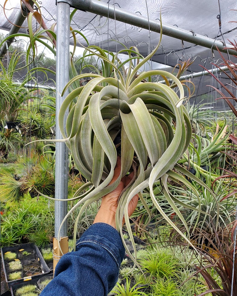 Tillandsia latifolia variety leucophylla.