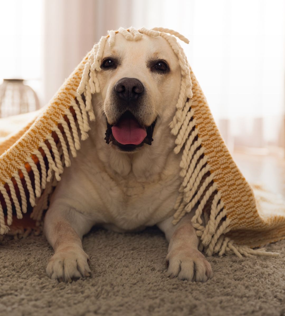 When you need cheering up, you can... - The Labrador Site | Facebook