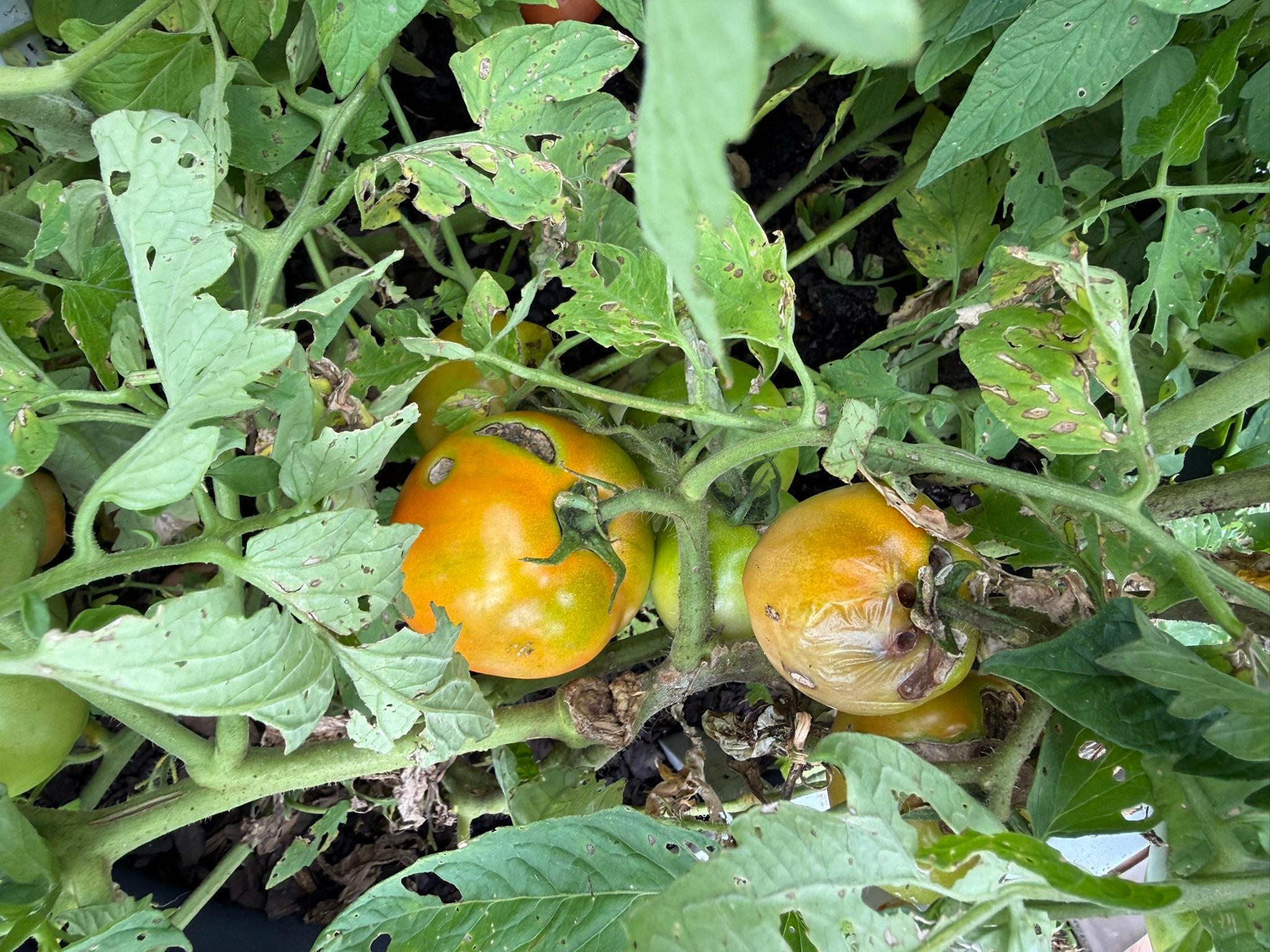 What's eating my tomatoes in zone 9?