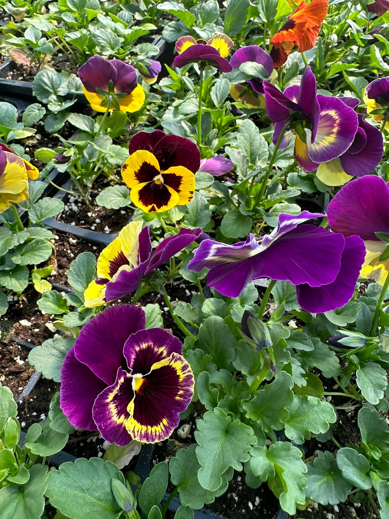 Jasper Ridge Farm | Emmaus PA