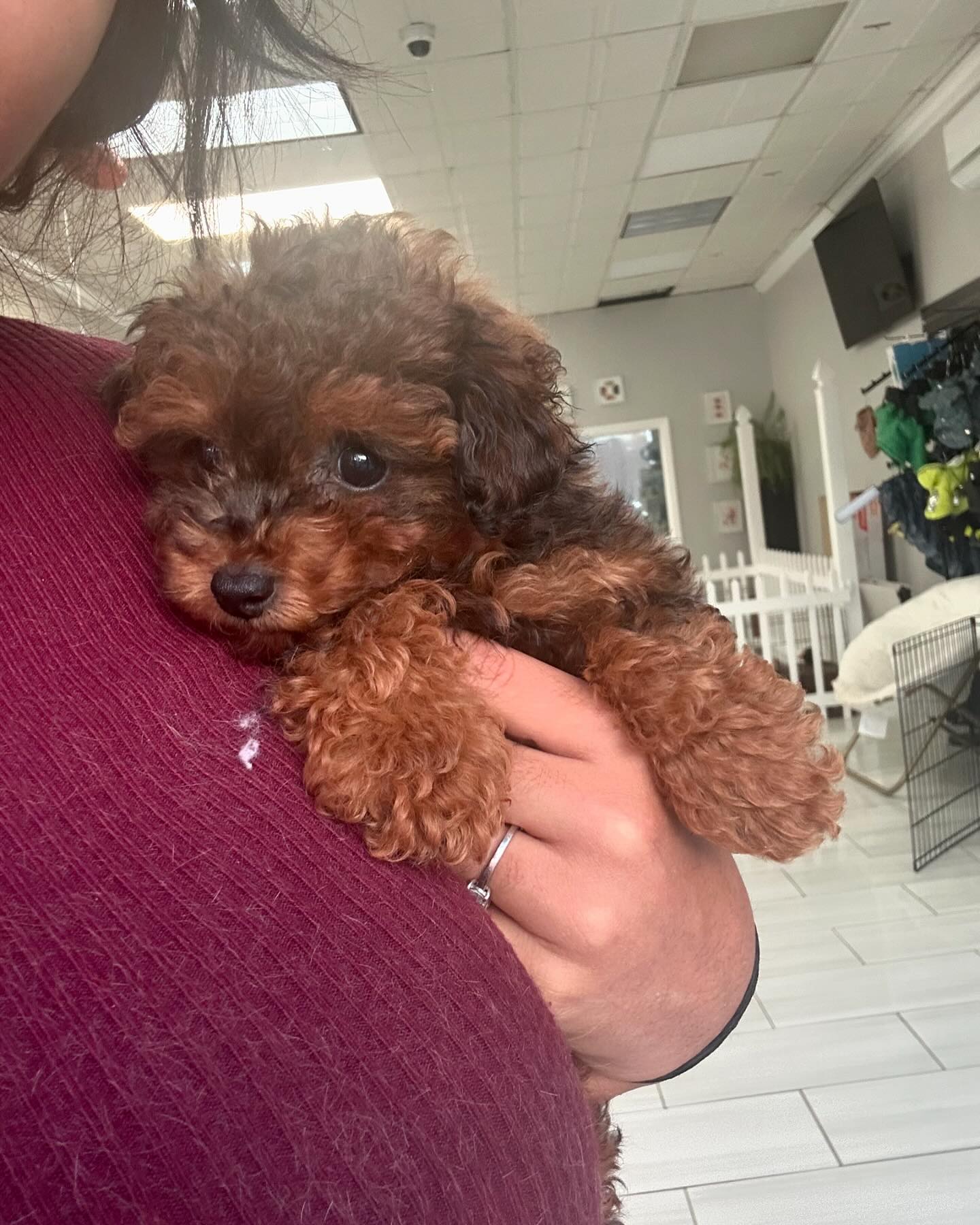 Vanity Pups Boutique | New York NY