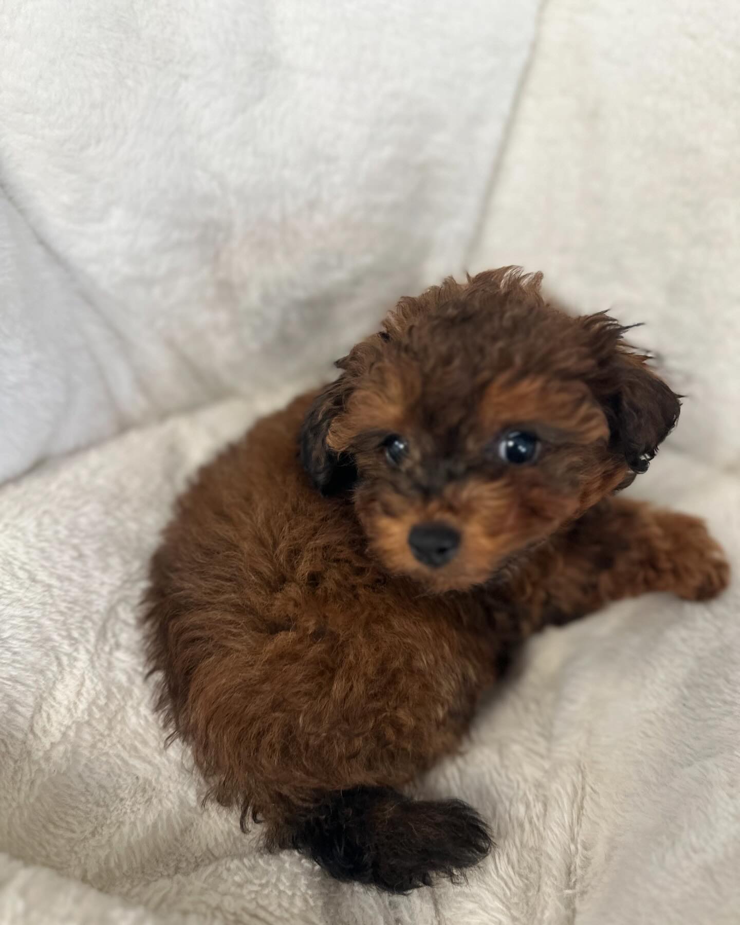 Vanity Pups Boutique | New York NY