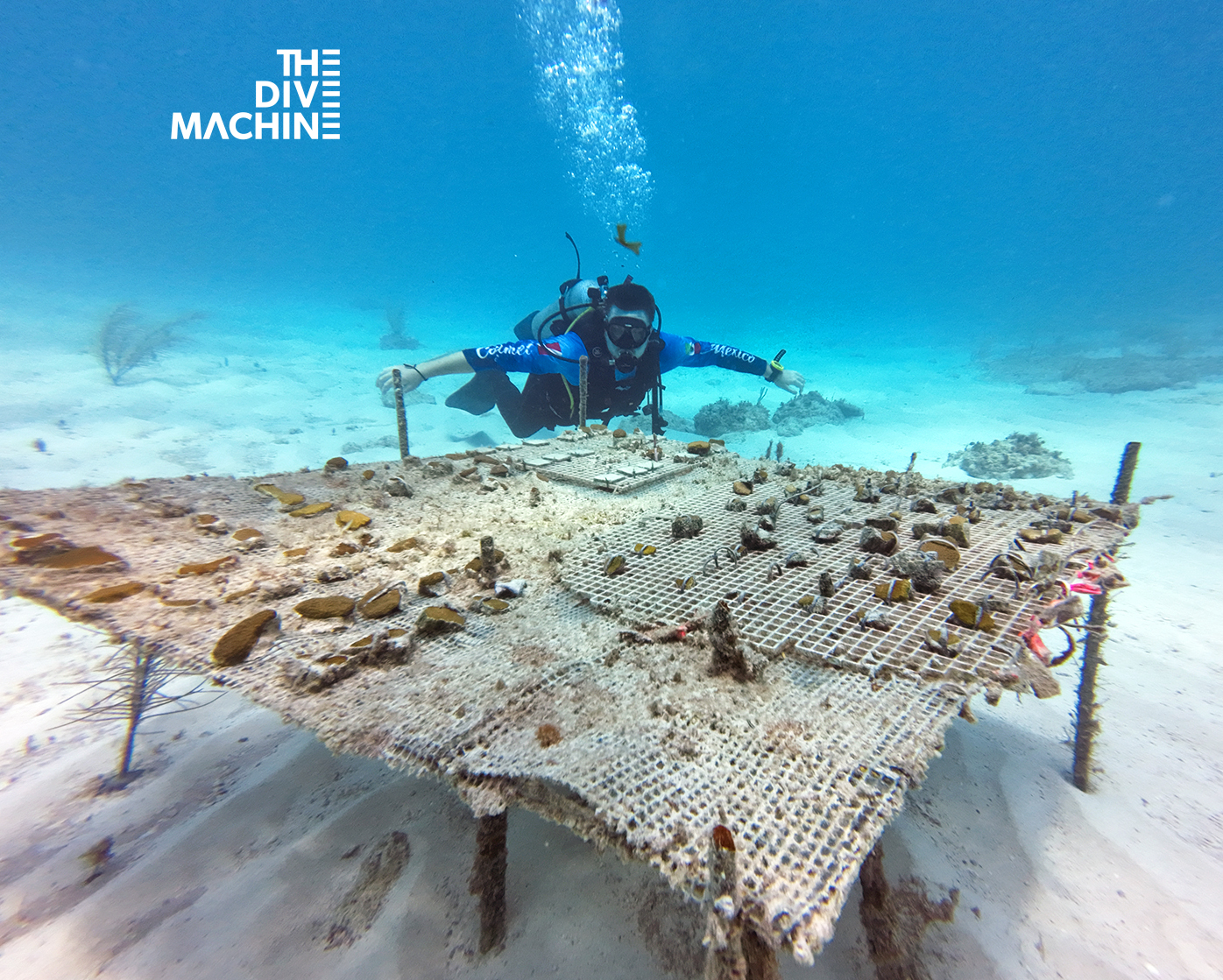 🇲🇽🚨 ¿Sabías que... - The Dive Machine Diving Playa Del Carmen | Facebook