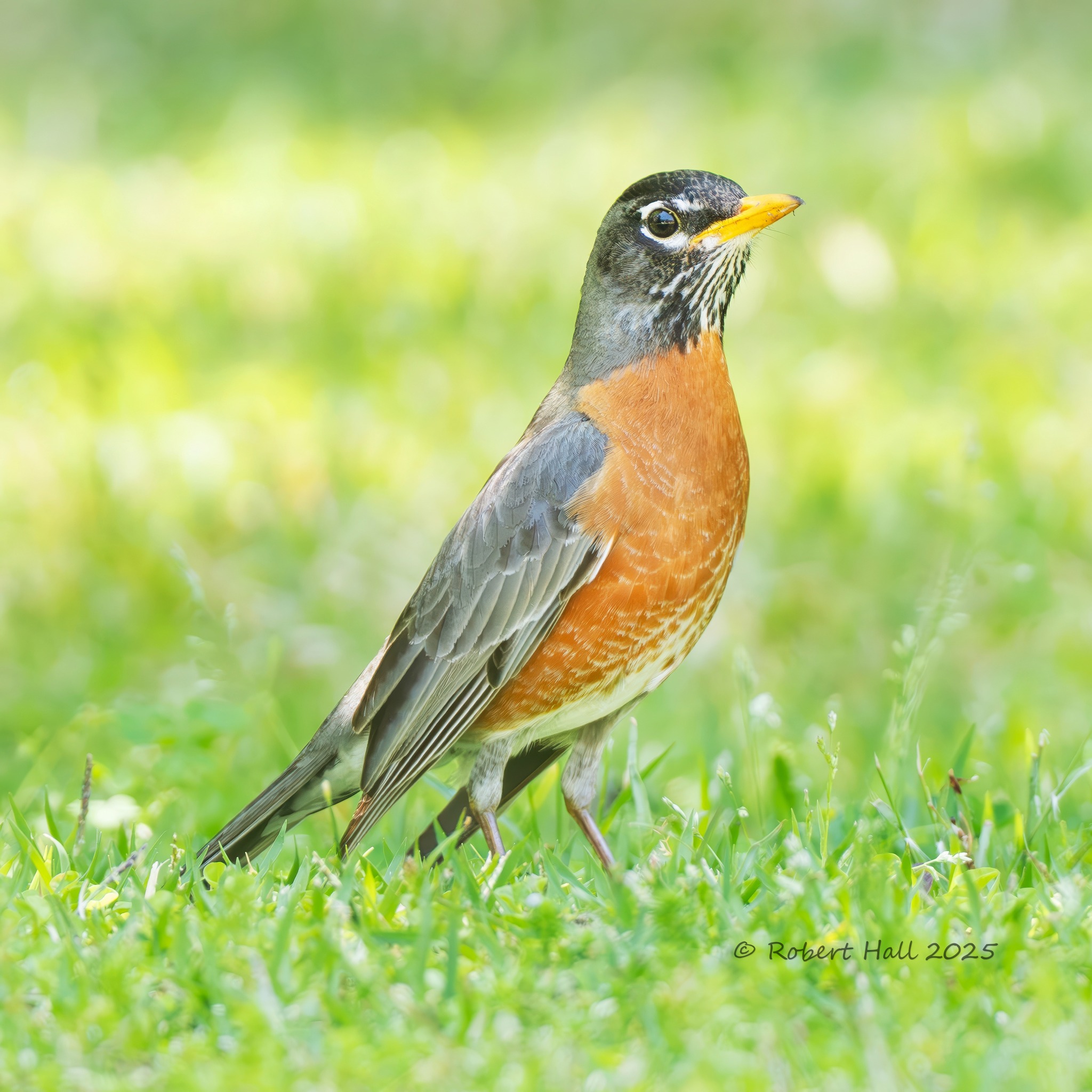 CNPA - Carolinas' Nature Photographers Association | American robin ...
