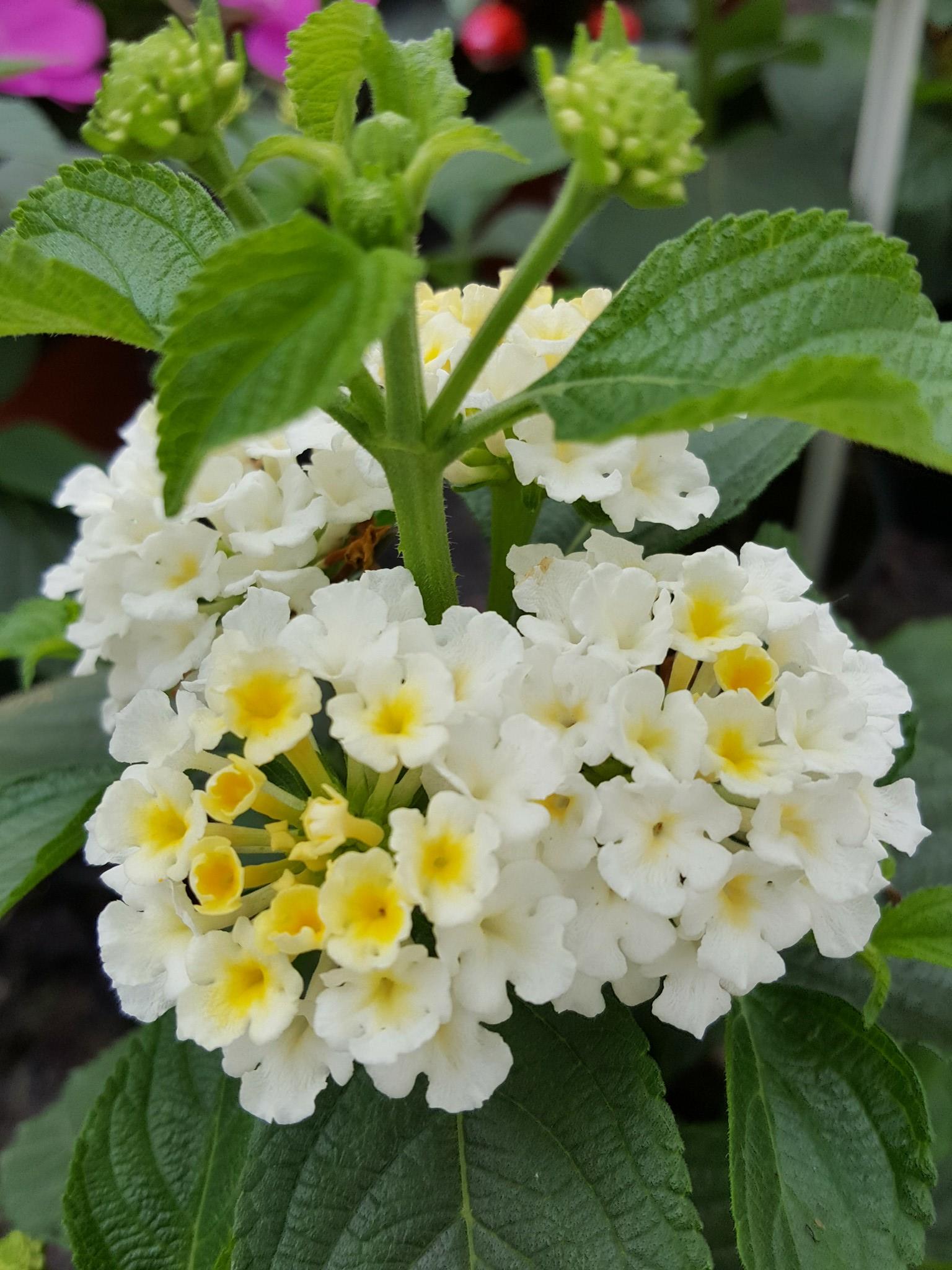Muskátli Garden Virágcenter - Sétány rózsa | Facebook