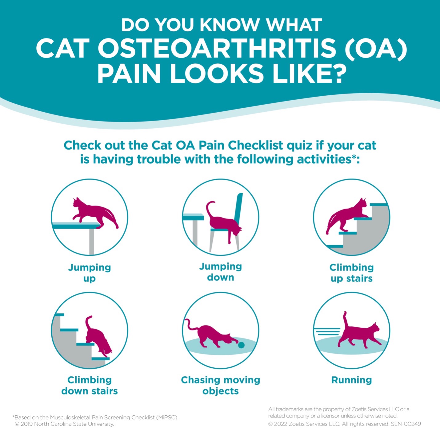 CareVet - Recognize the signs of osteoarthritis (OA) pain in cats with ...