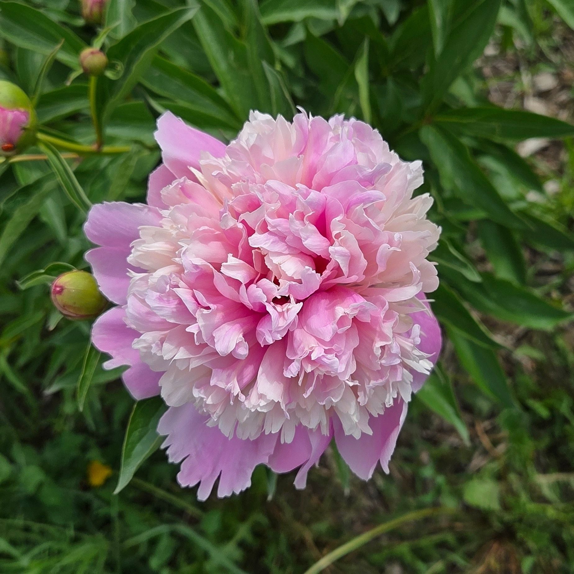 Cosmos in bloom! We had a very special proposal where the ring was ...