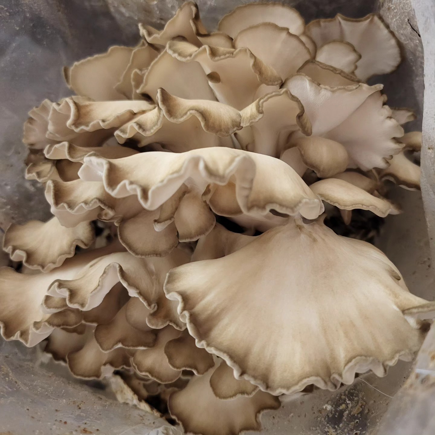 Is this maitake or hen of the woods mushroom?