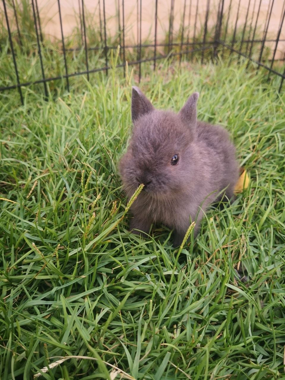 Rabbit uae