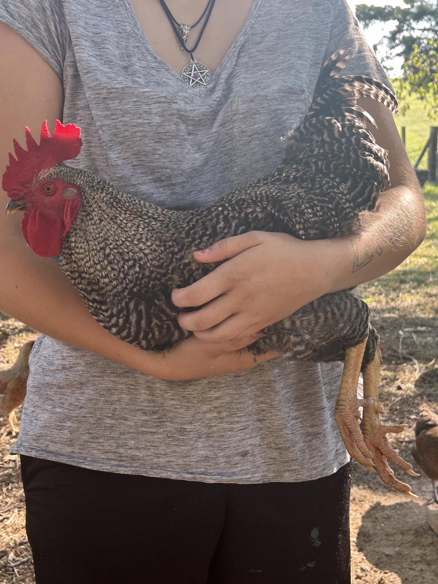 We have two roosters, each a year old, and I really like both of