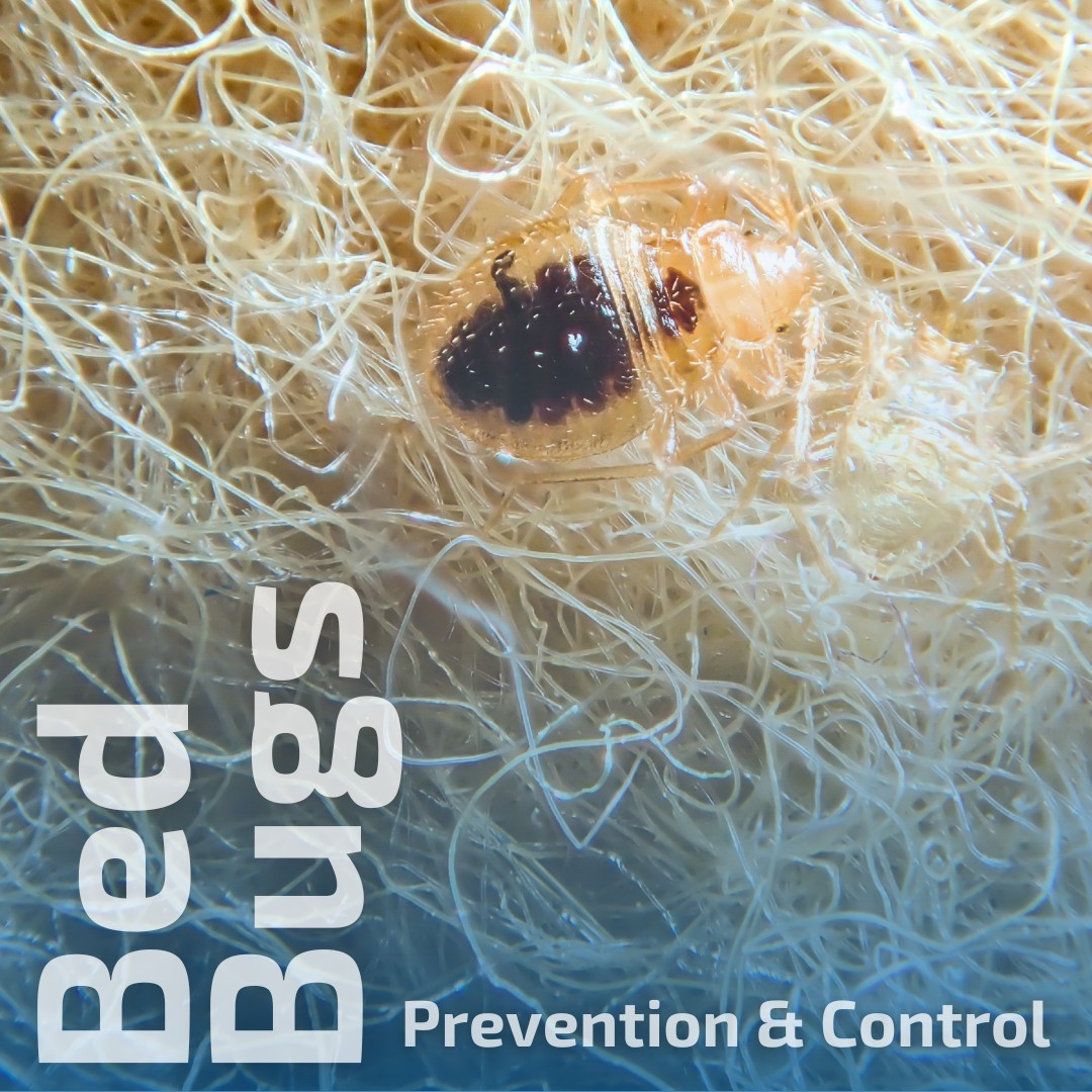 Big - Bed bugs are about the size of an apple seed. They are often ...