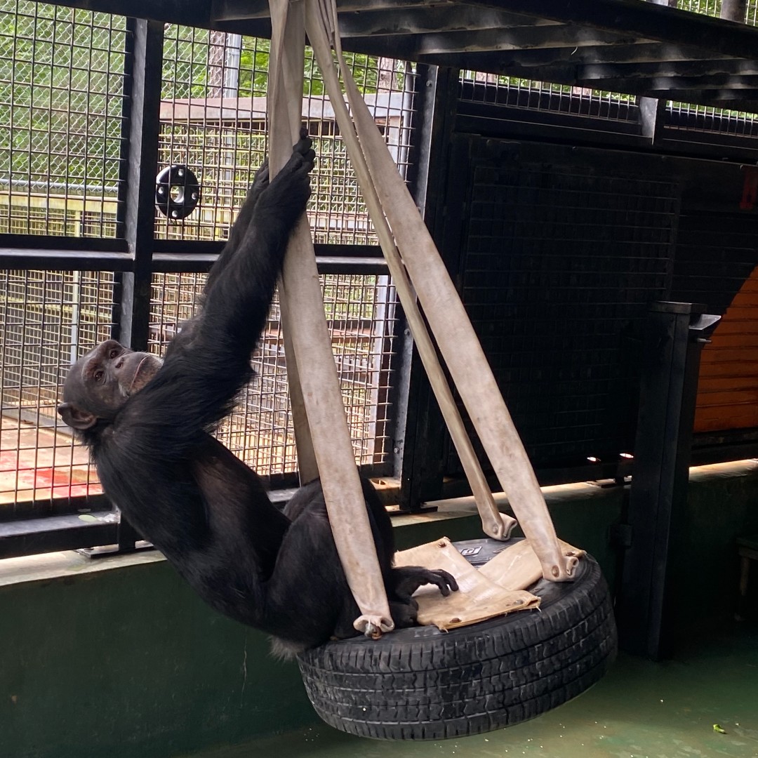 Project Chimps - Happy 16th birthday, Amy! Alongside her...