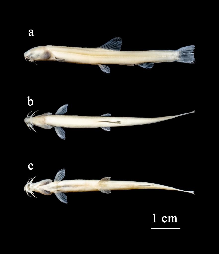 New loach species discovered in Guangxi, China