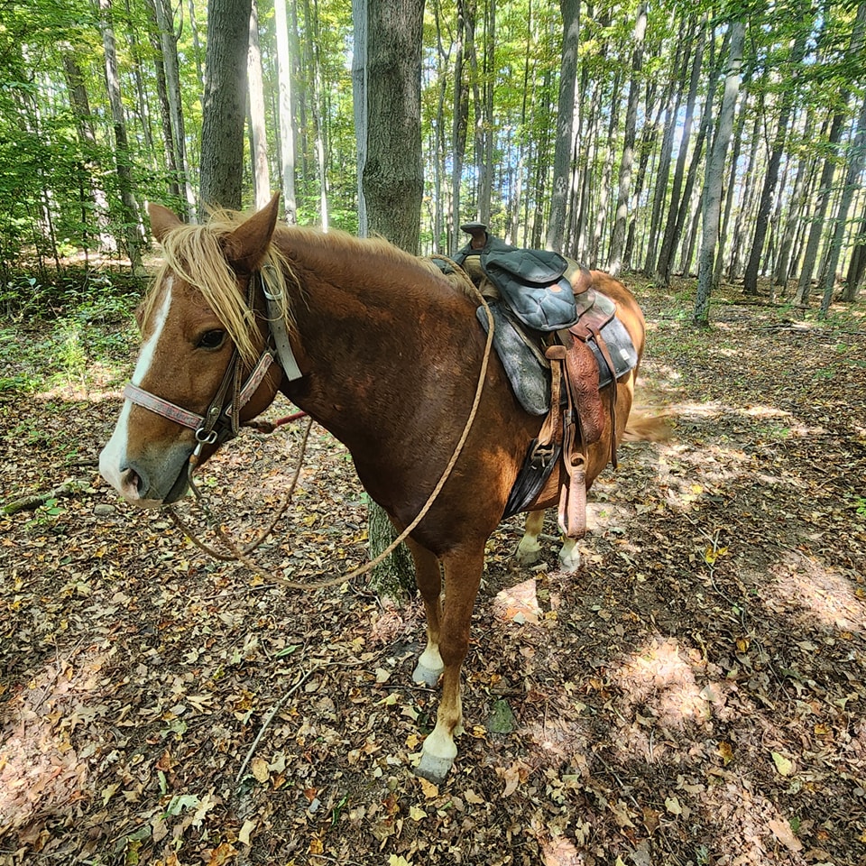 Buck Run Trail Rides | Mansfield PA