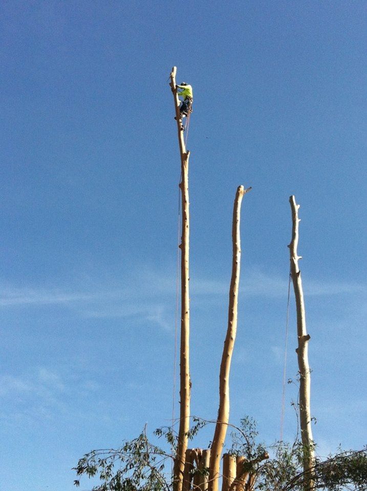 Master Tree Services | San Diego CA