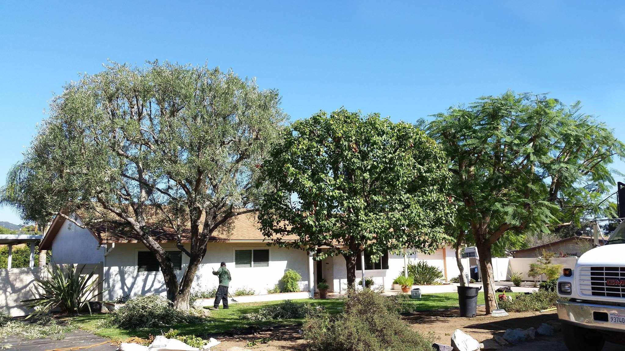 Master Tree Services | San Diego CA