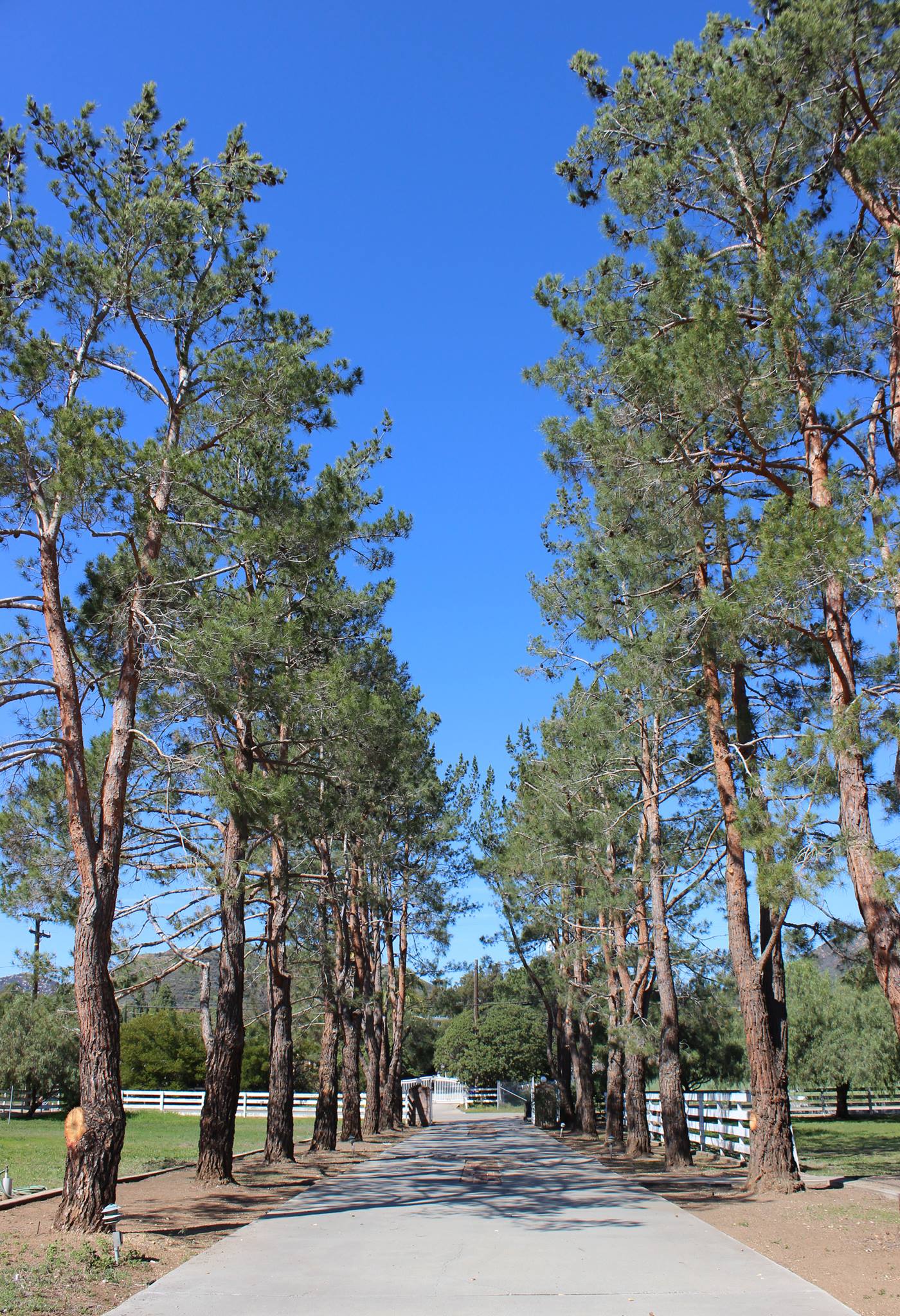 Master Tree Services | San Diego CA
