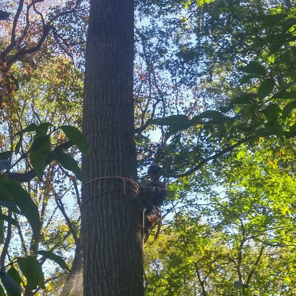 Riggs Tree Service, LLC. | Bryn Mawr PA