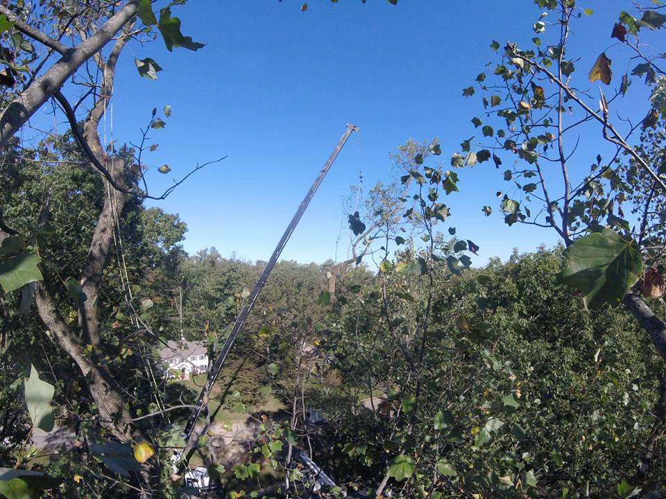 Riggs Tree Service, LLC. | Bryn Mawr PA