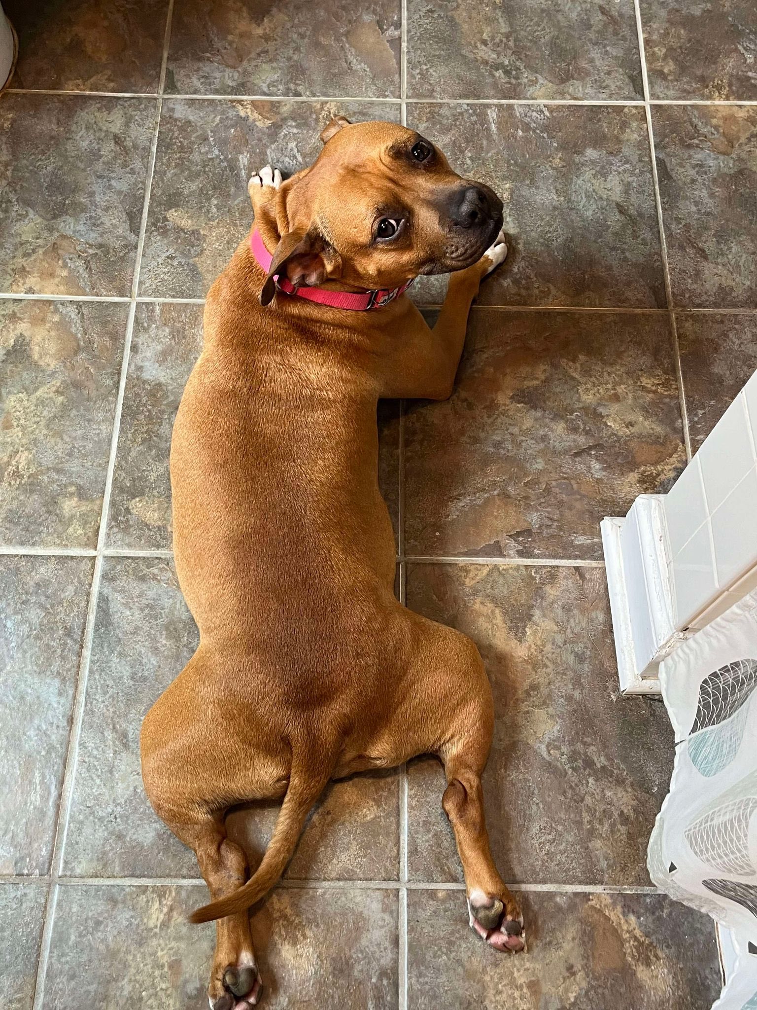 Mutts in a Rut Rescue