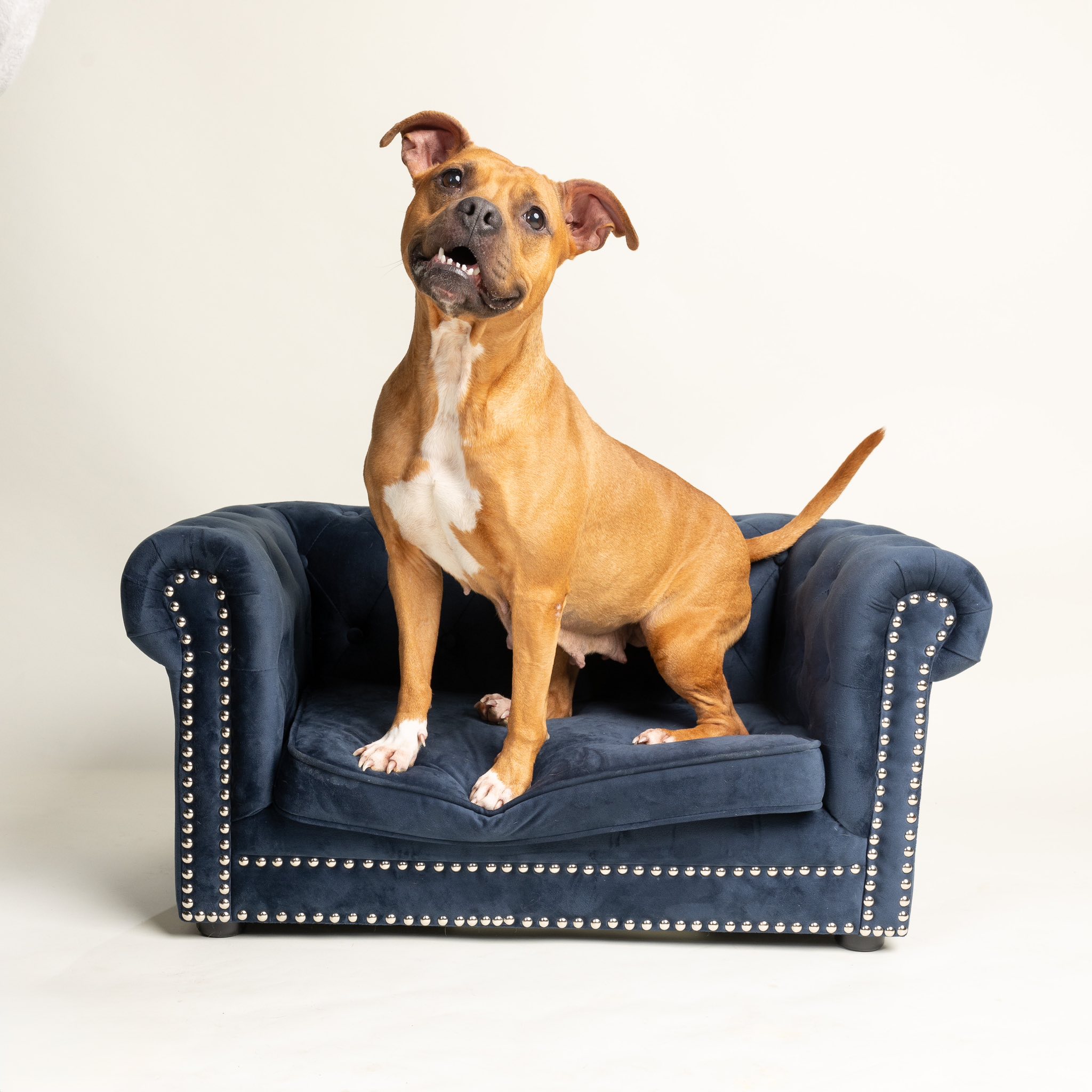 Mutts in a Rut Rescue