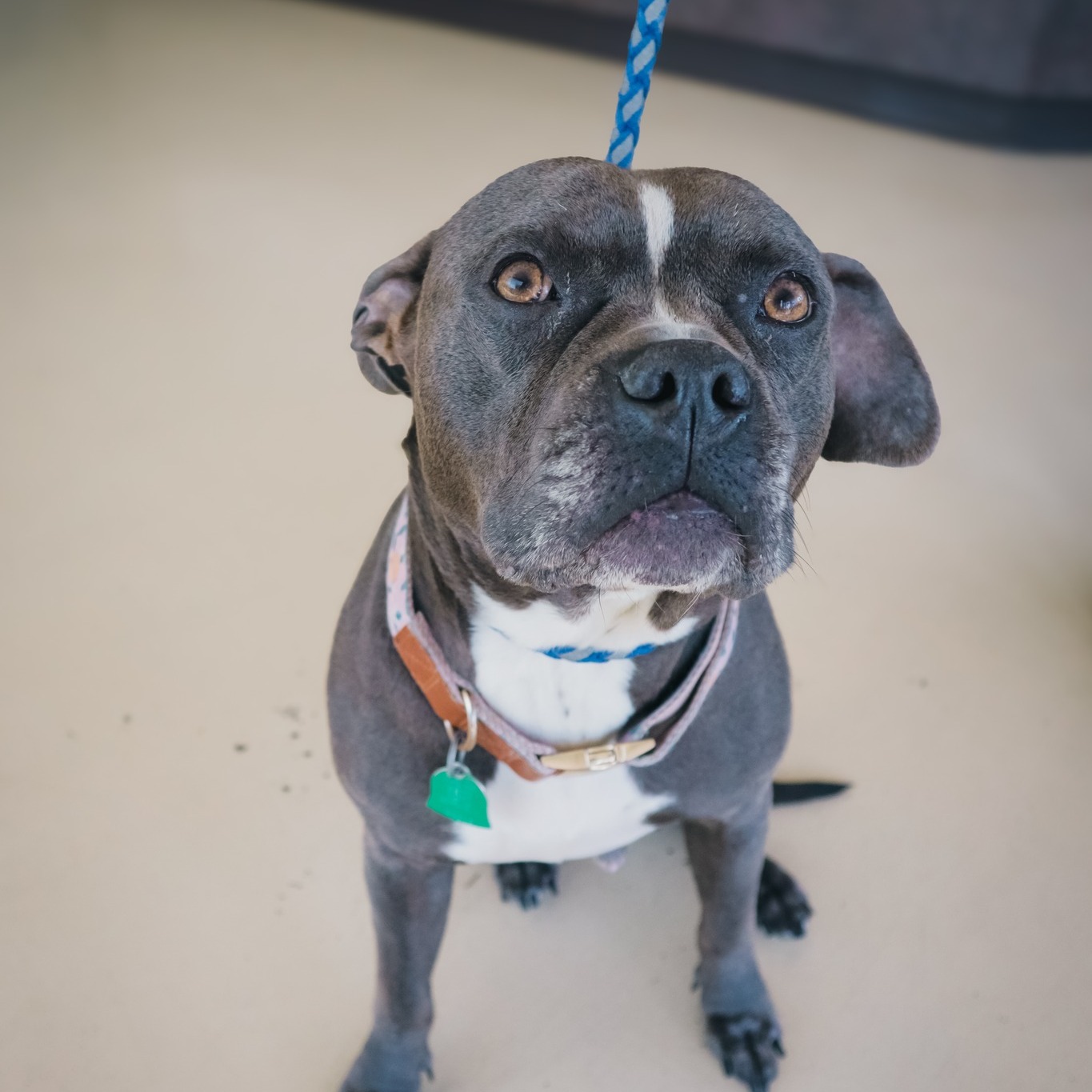 Northwest - Thank you to Hello Pitty Rescue for sponsoring spay, neuter ...