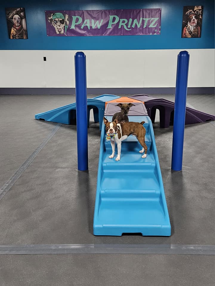 Paw Printz | North Tonawanda NY