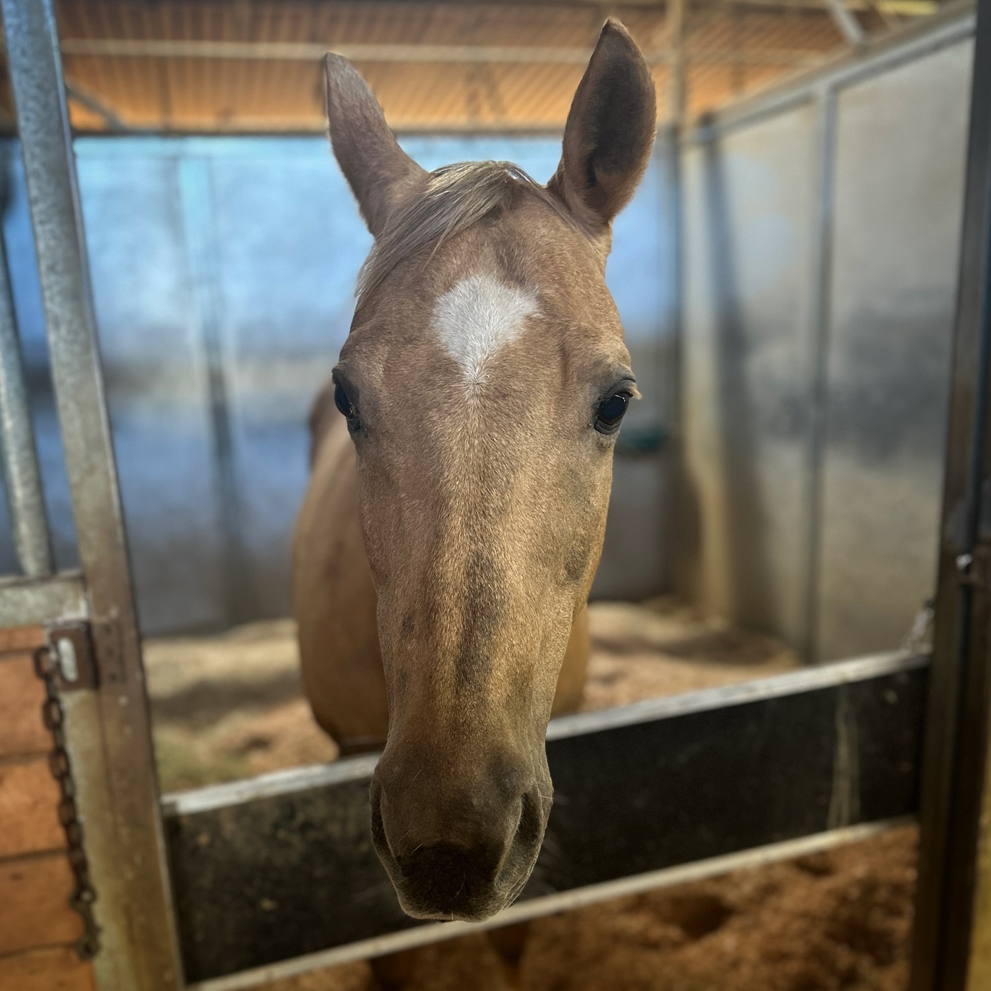 Triple R Boarding Stables | Glendale CA