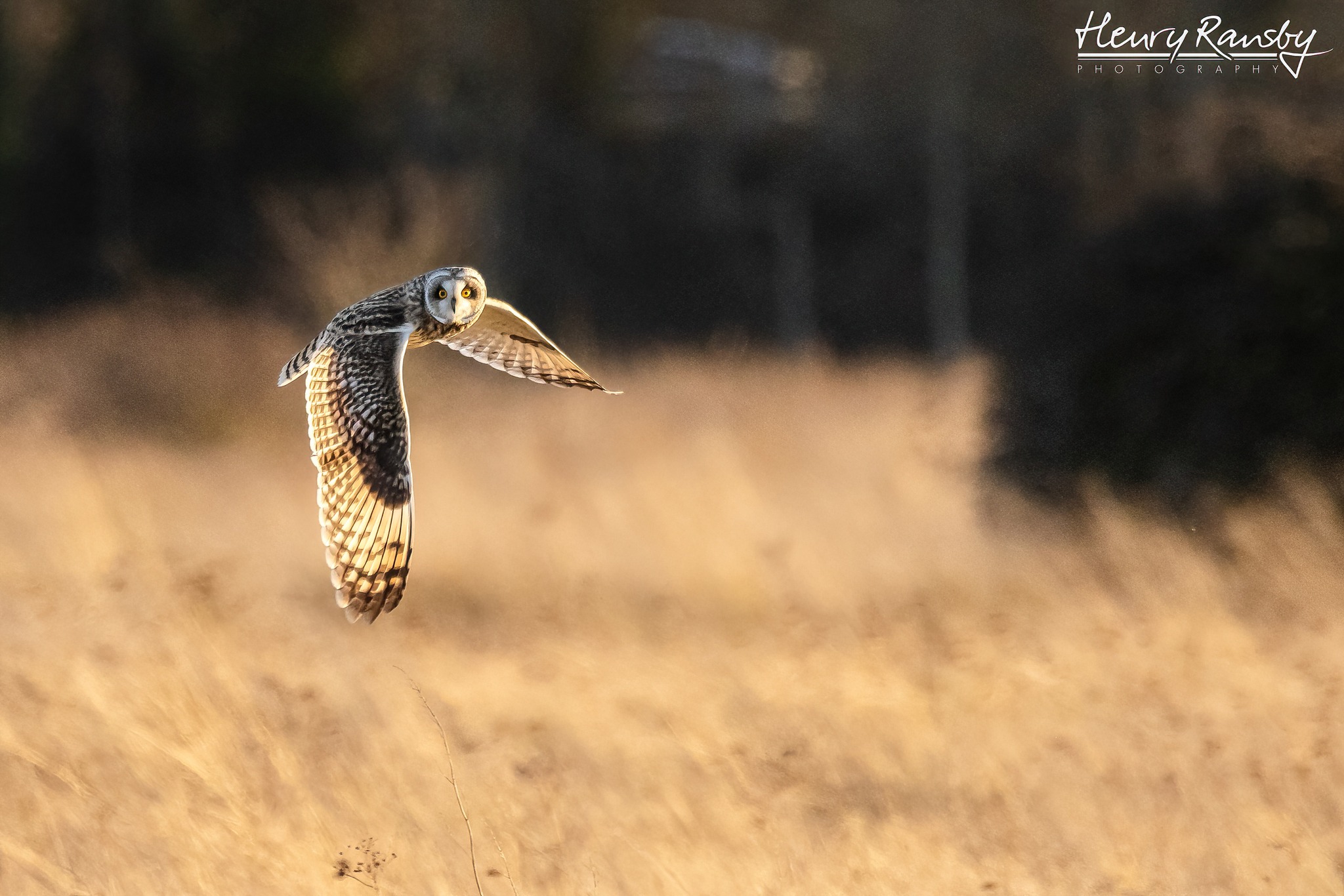 Henry Ransby Photography