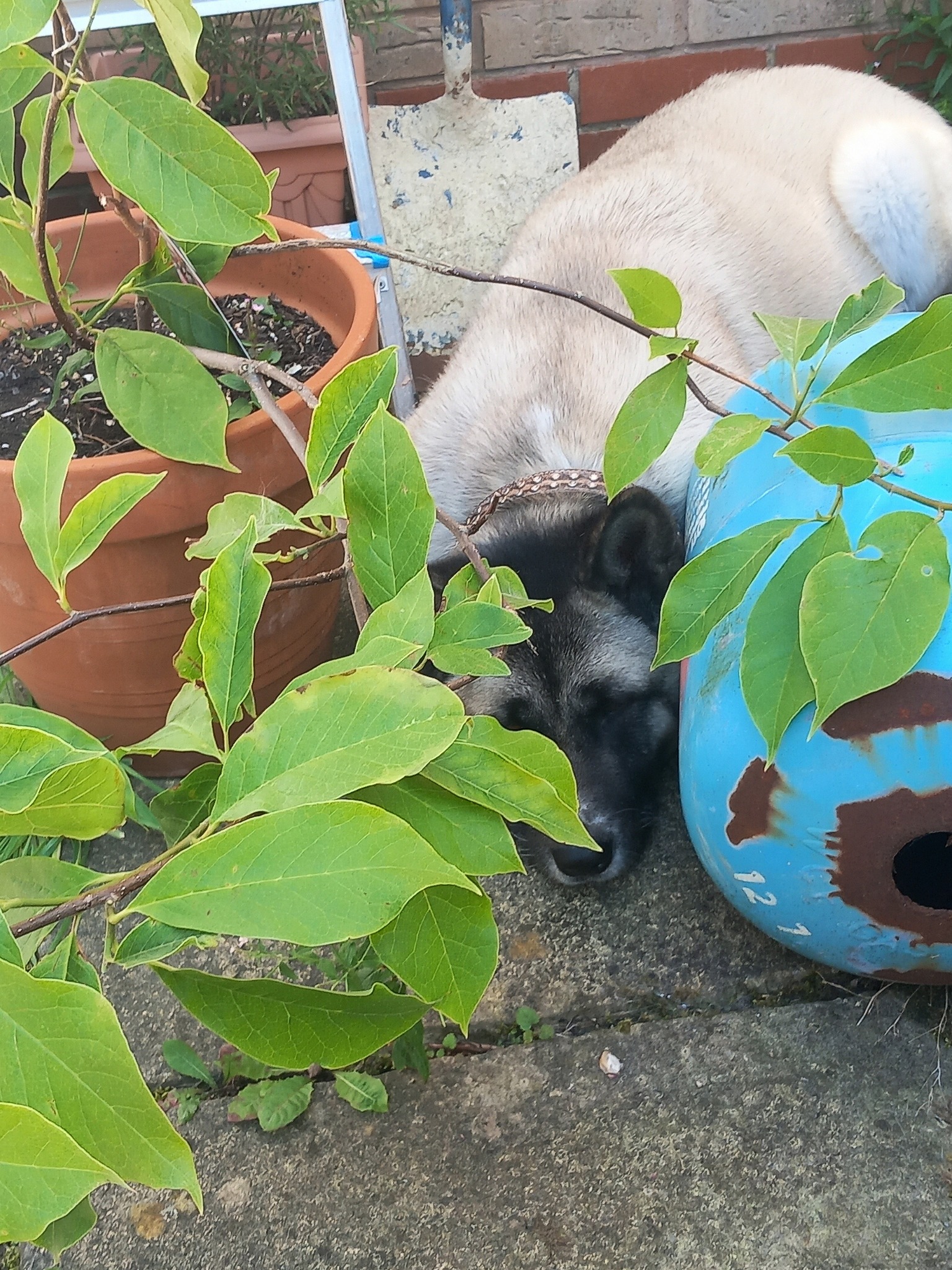 Akitas enjoy garden and river adventures 