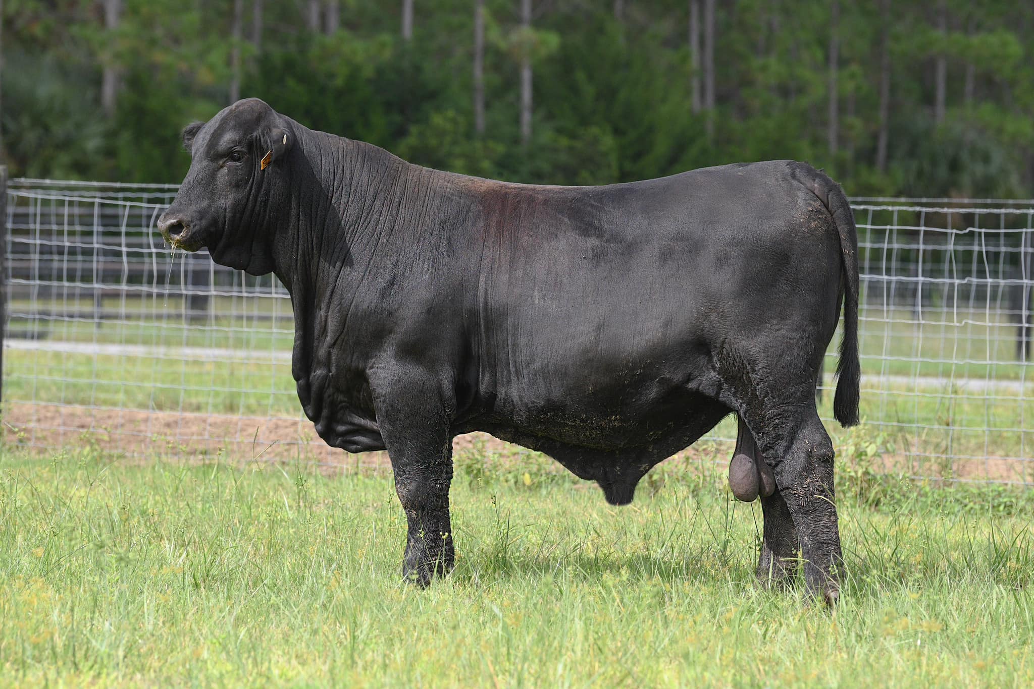 Phillips Ranch, LLC | Bunnell FL
