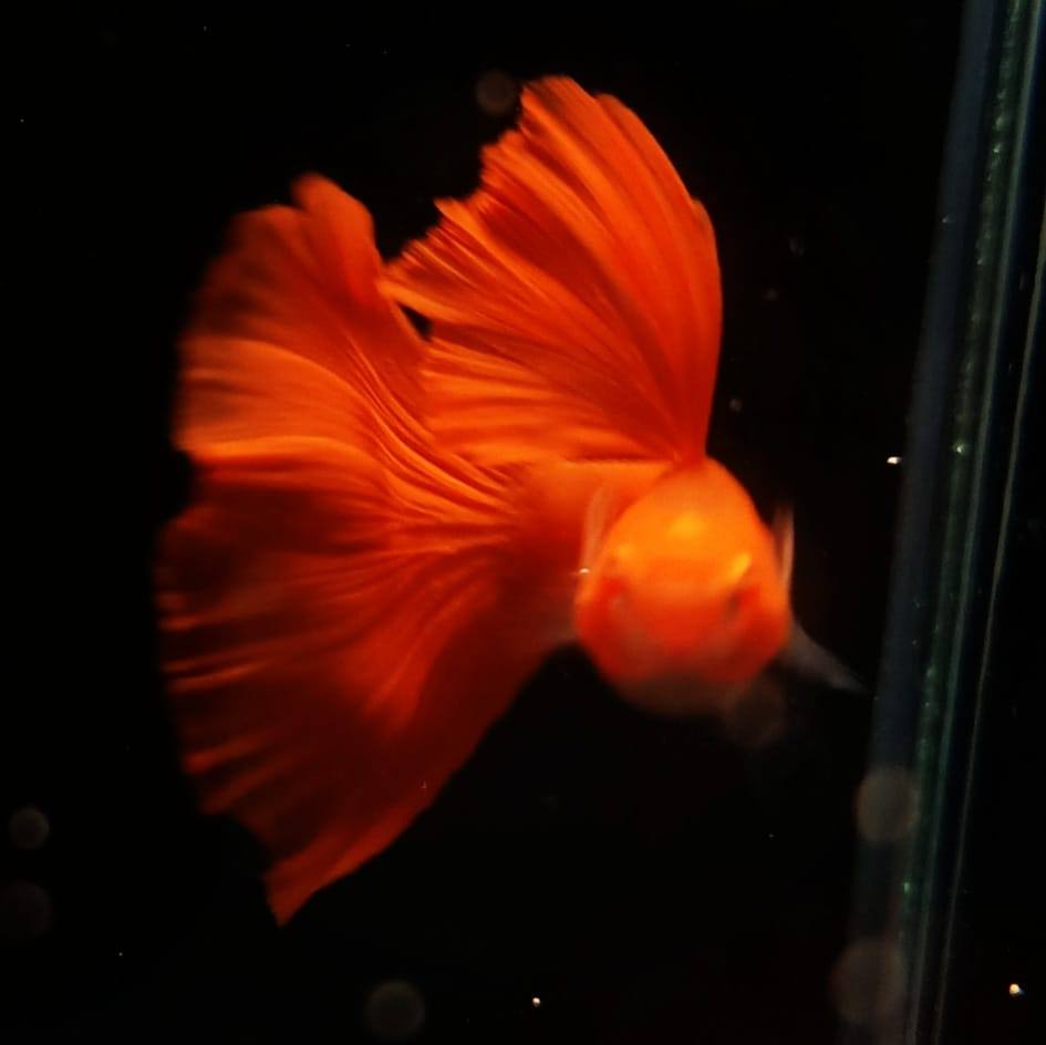 Pinmanee guppy & earth worm farm ปิ่นมณีปลาหางนกยุงเเละไส้เดือนฟาร์ม ...