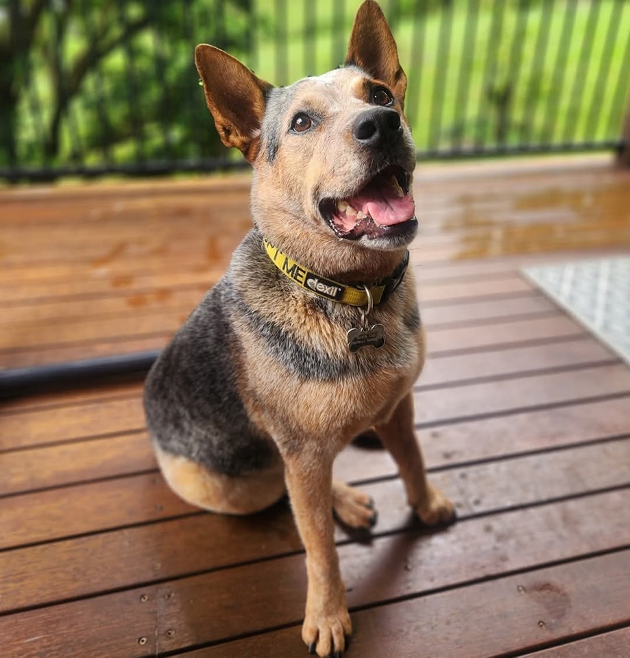 North - Australians love Cattle Dogs, which is not surprising, they are ...